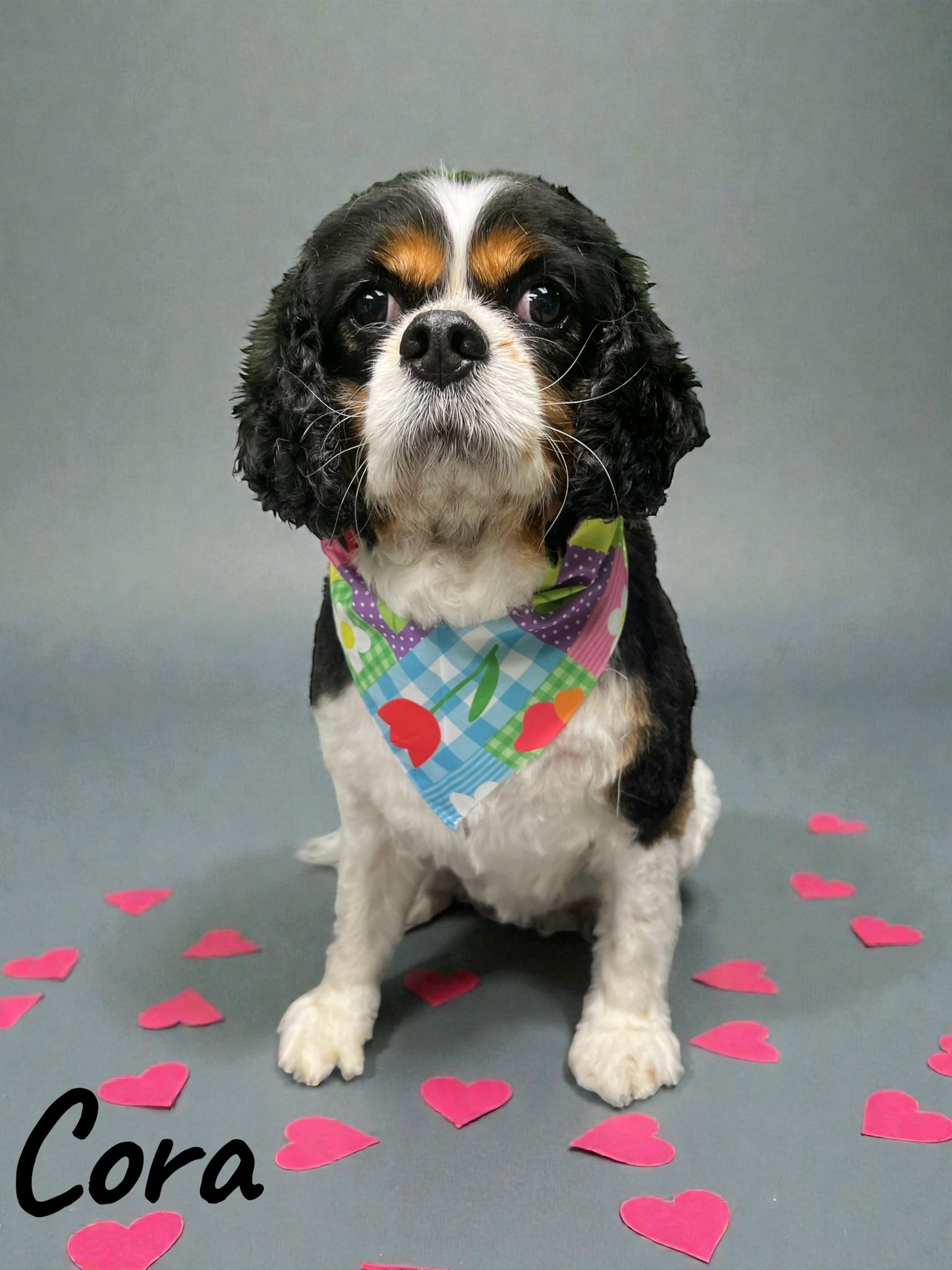 Dogtown Anderson Cincinnati