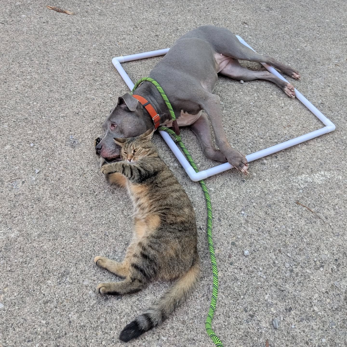 BFF Canine Obedience Cincinnati