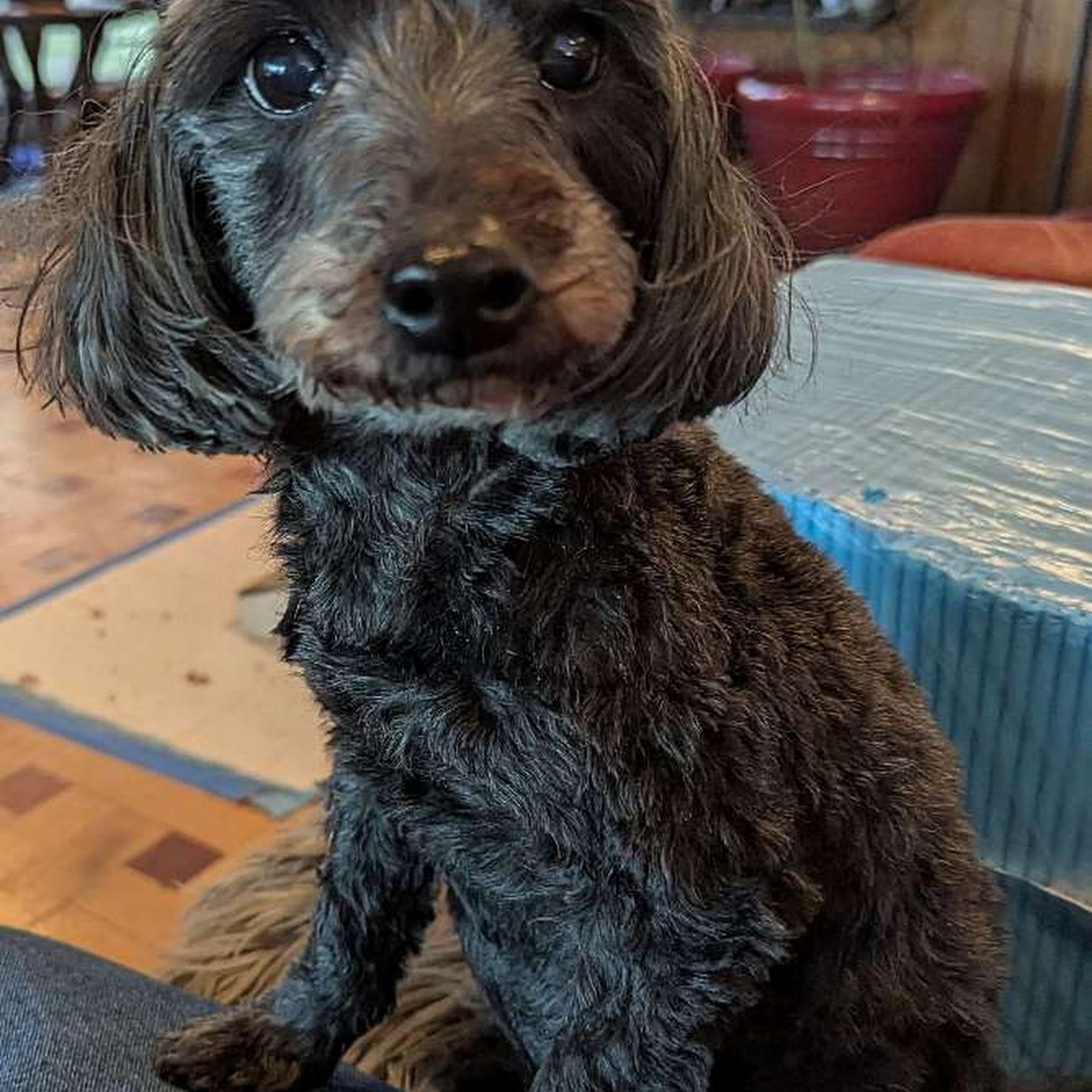 Stay At Home Pet Services LLC Cincinnati