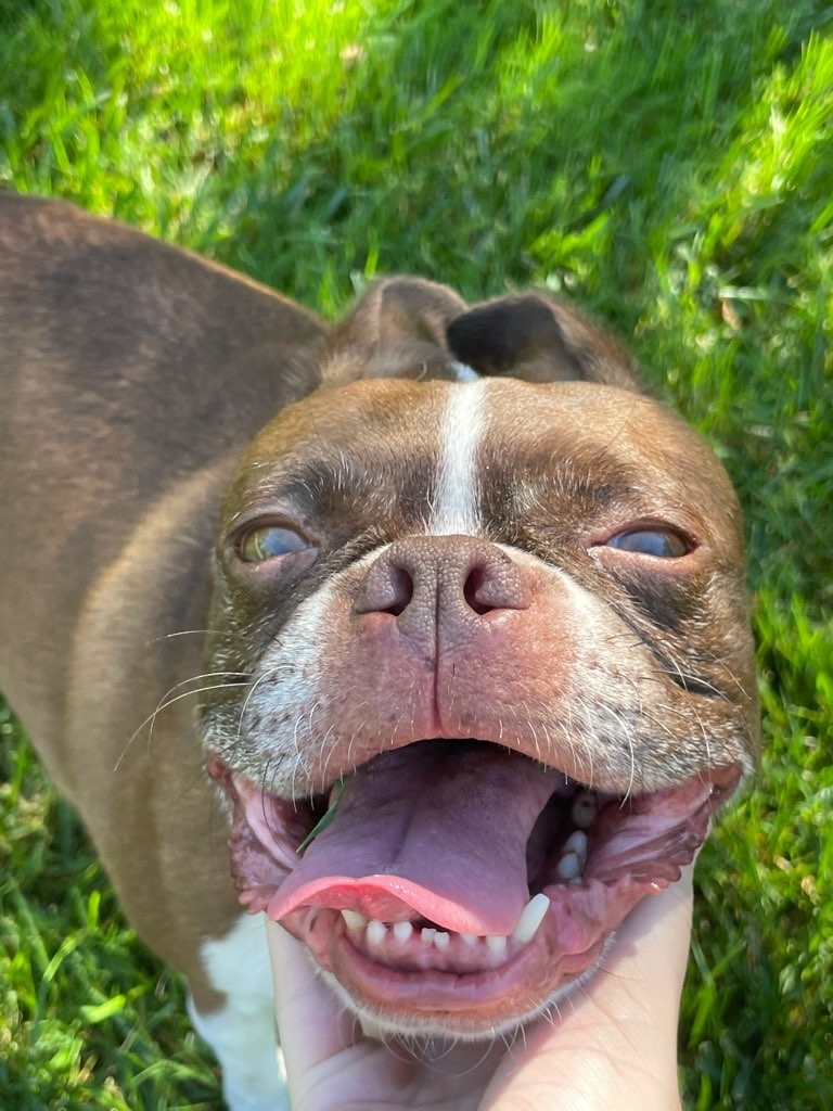 Stay At Home Pet Services LLC Cincinnati