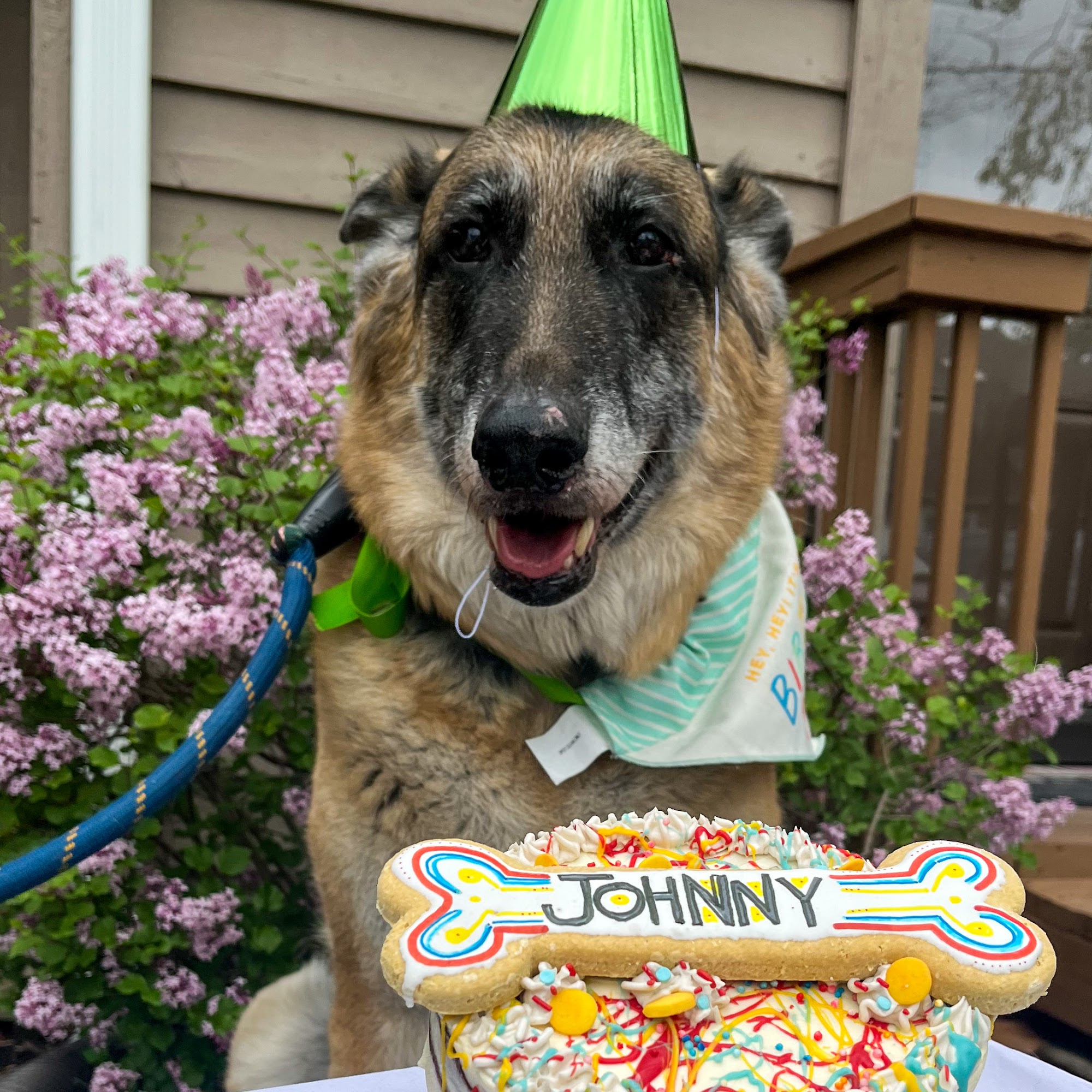 MaiRo & Co - Dog Treat Bakery Cincinnati