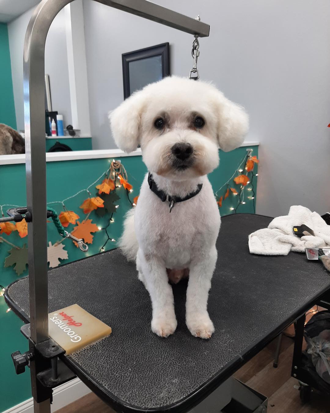 The Pristine Pet Spa Cincinnati