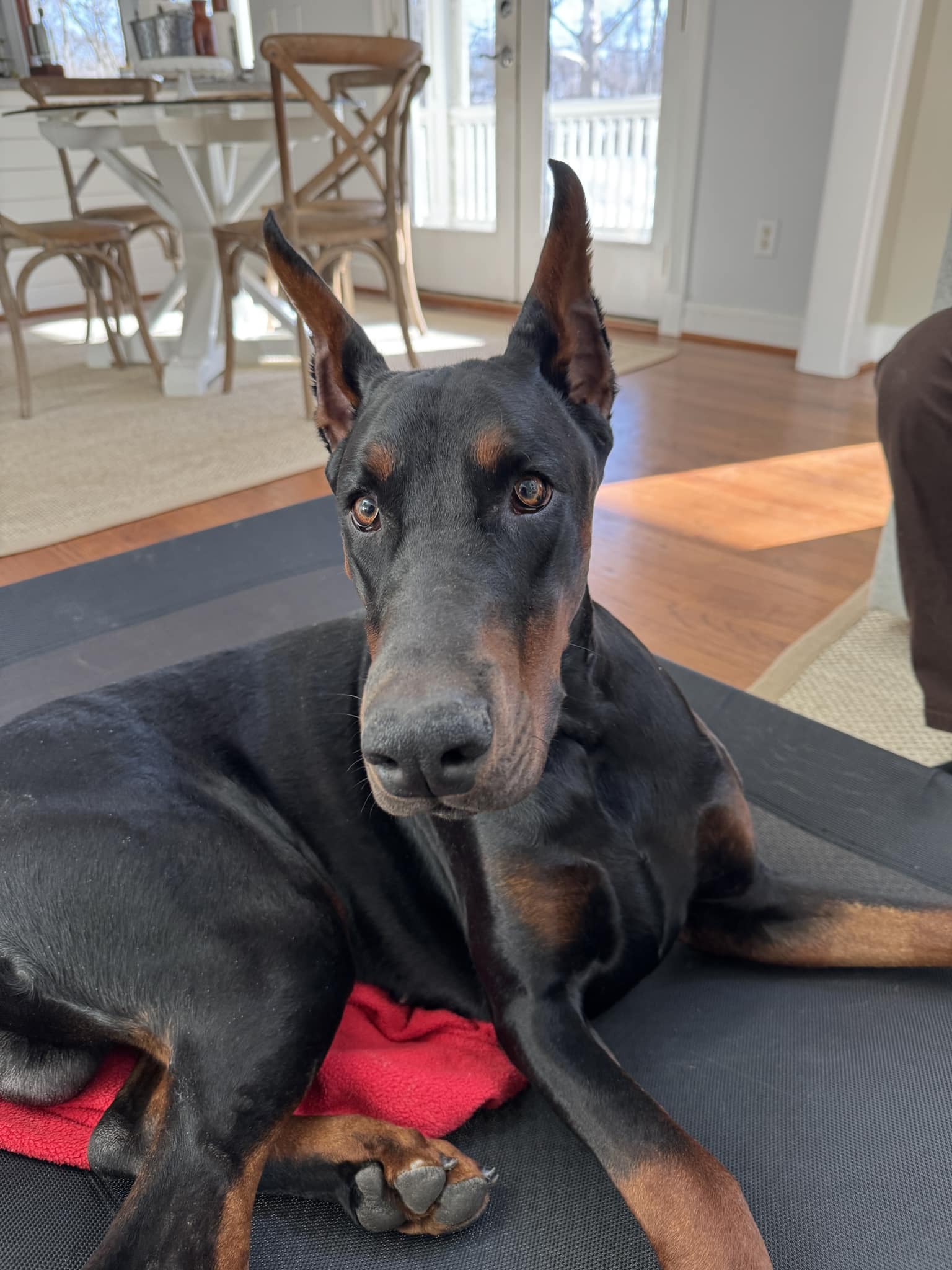 Happy Tails In-Home Dog Training Cincinnati