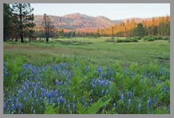 Cincinnati Psychiatric Services, Inc