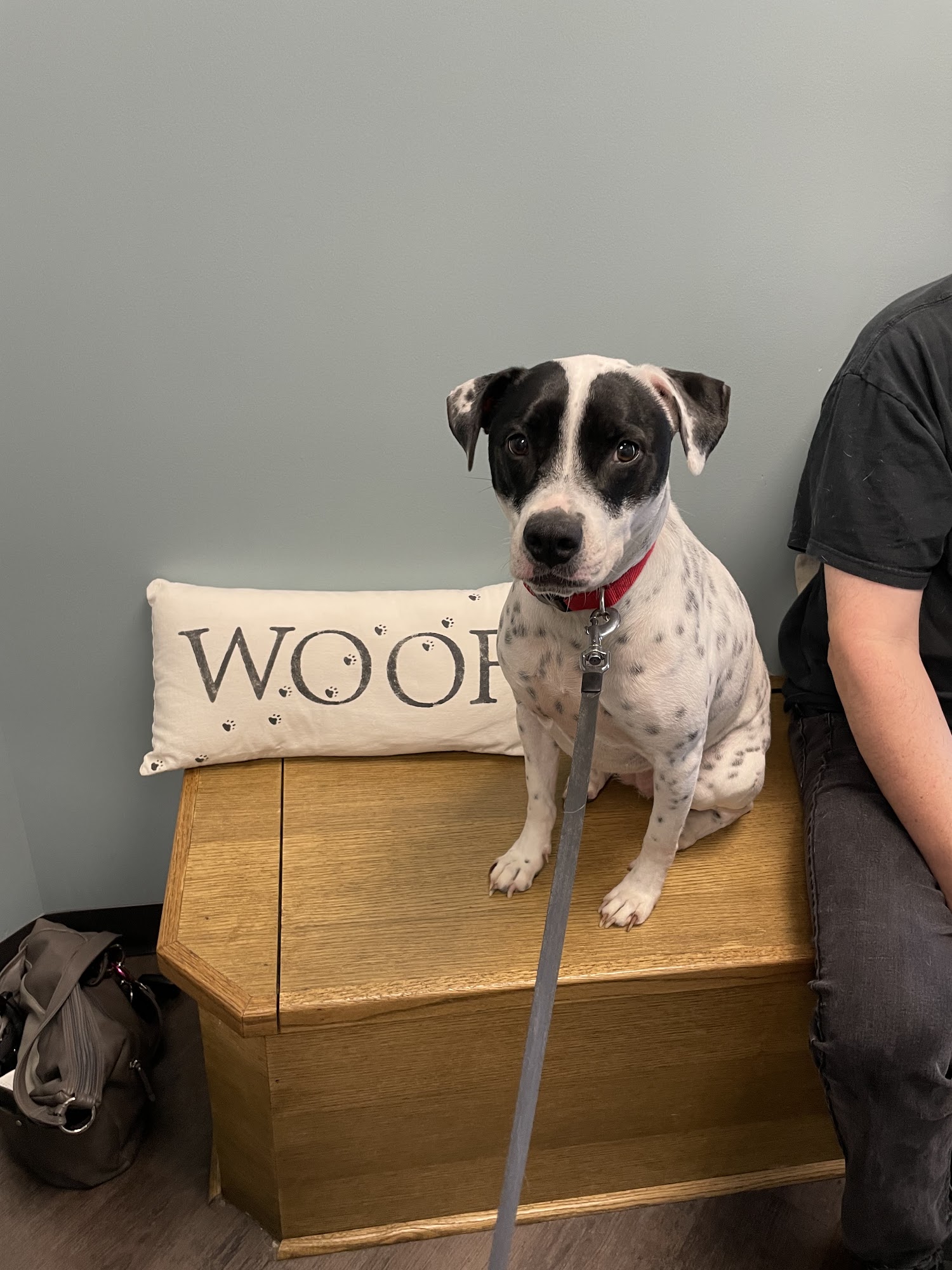 Whiskers and Paws Animal Hospital Cincinnati