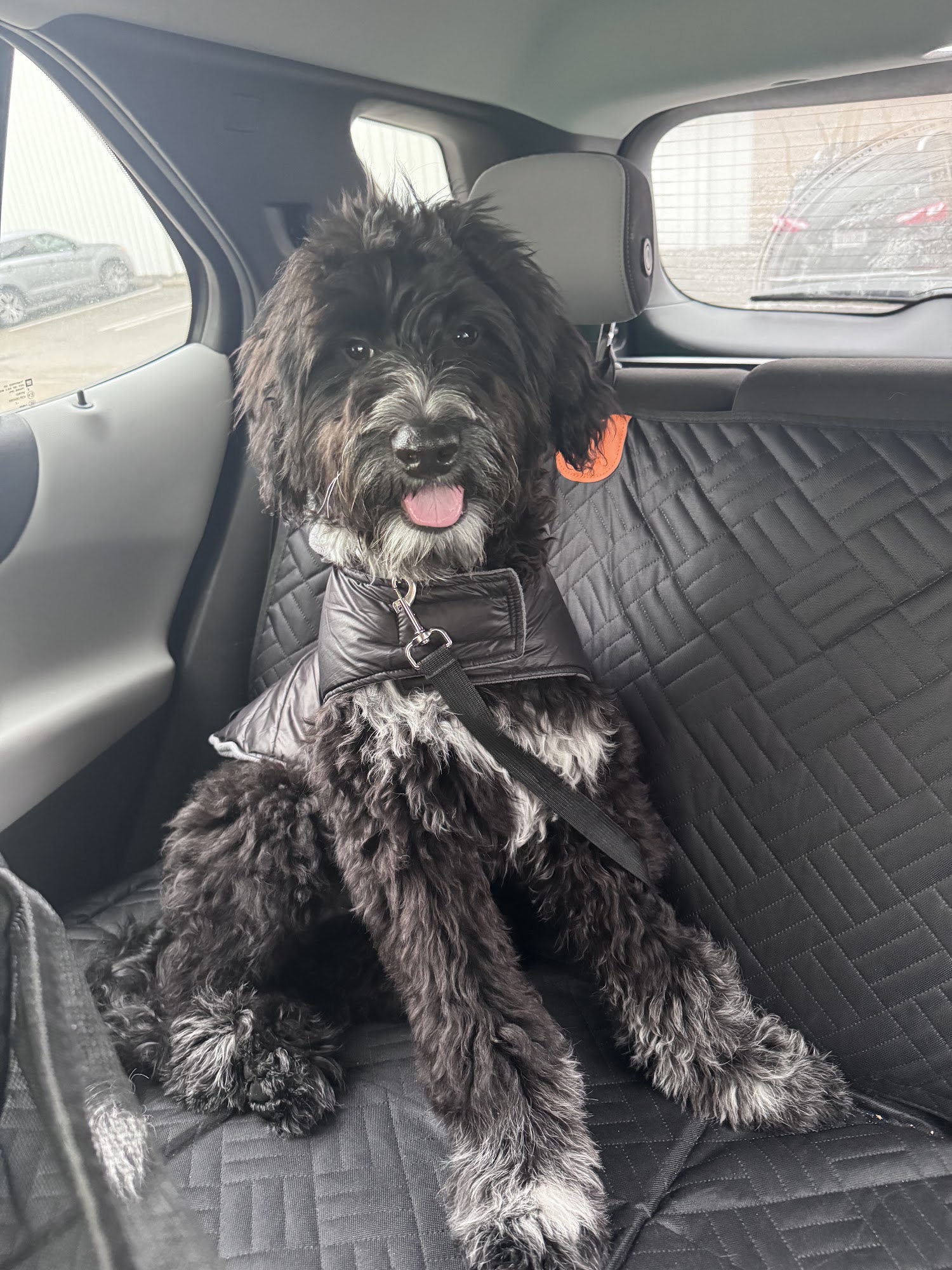 The Dog Stop - Cincinnati Central