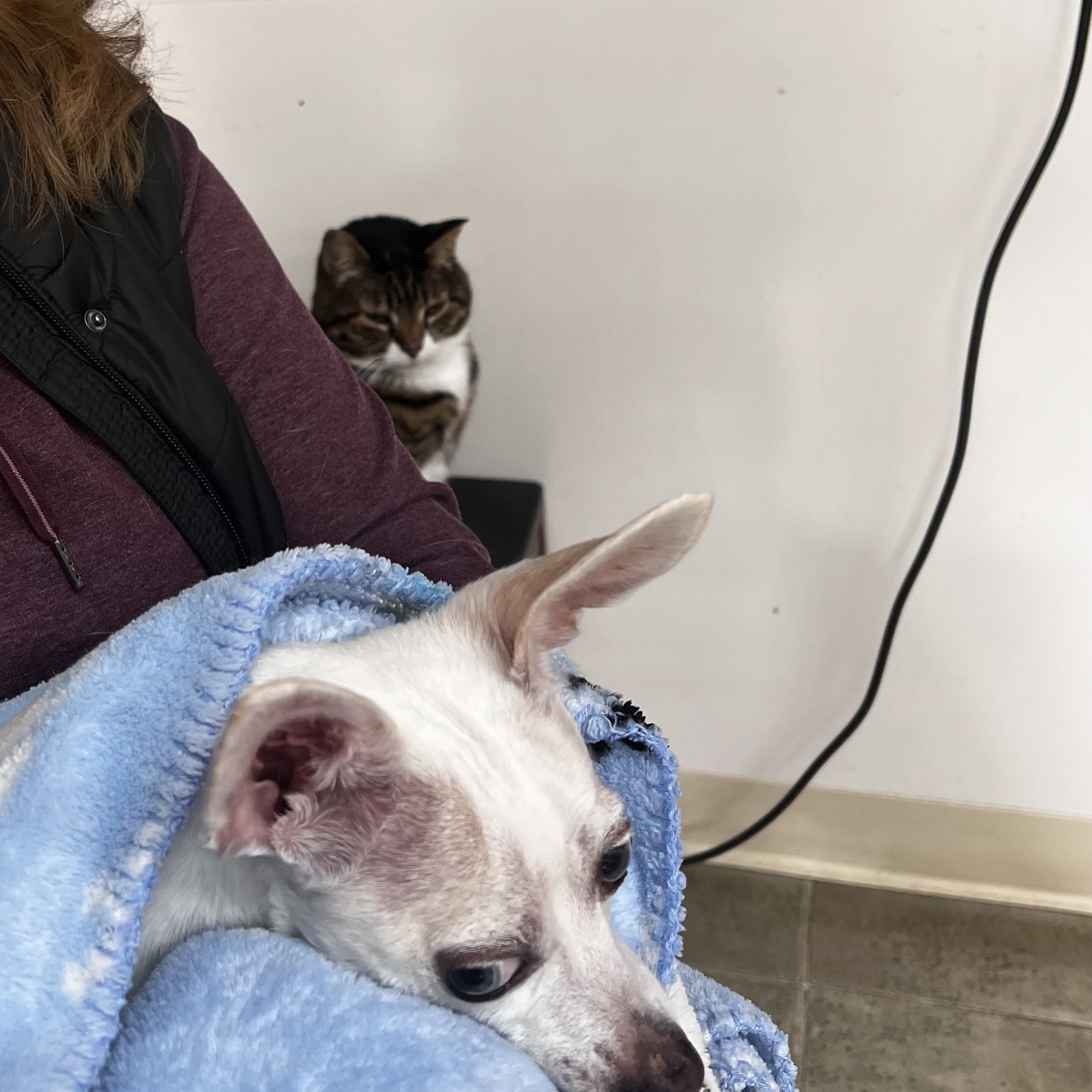 Brookhill Animal Clinic Circleville