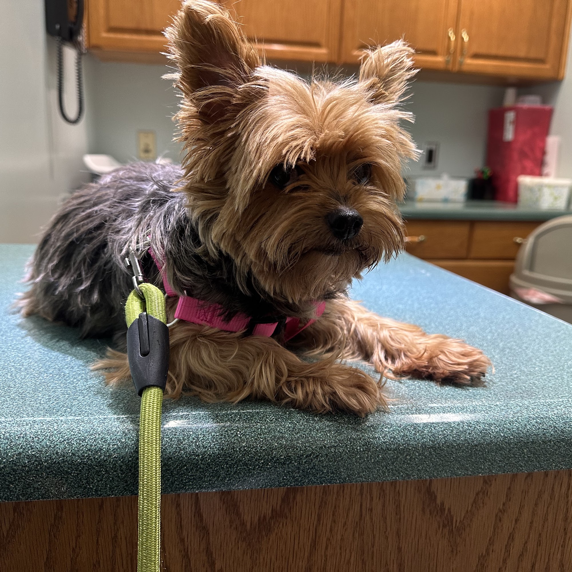 Dressach Hugh D DVM Circleville