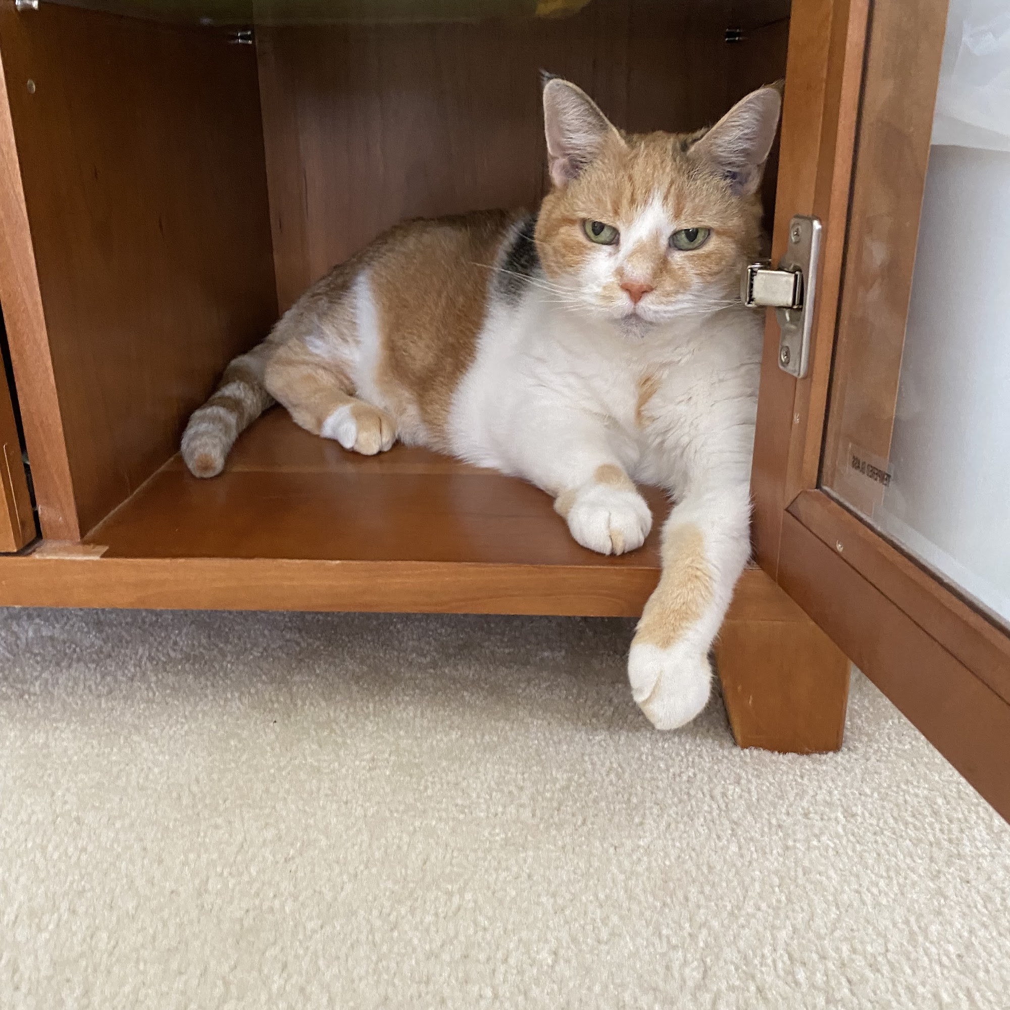 Village Veterinary Clinic Cleveland