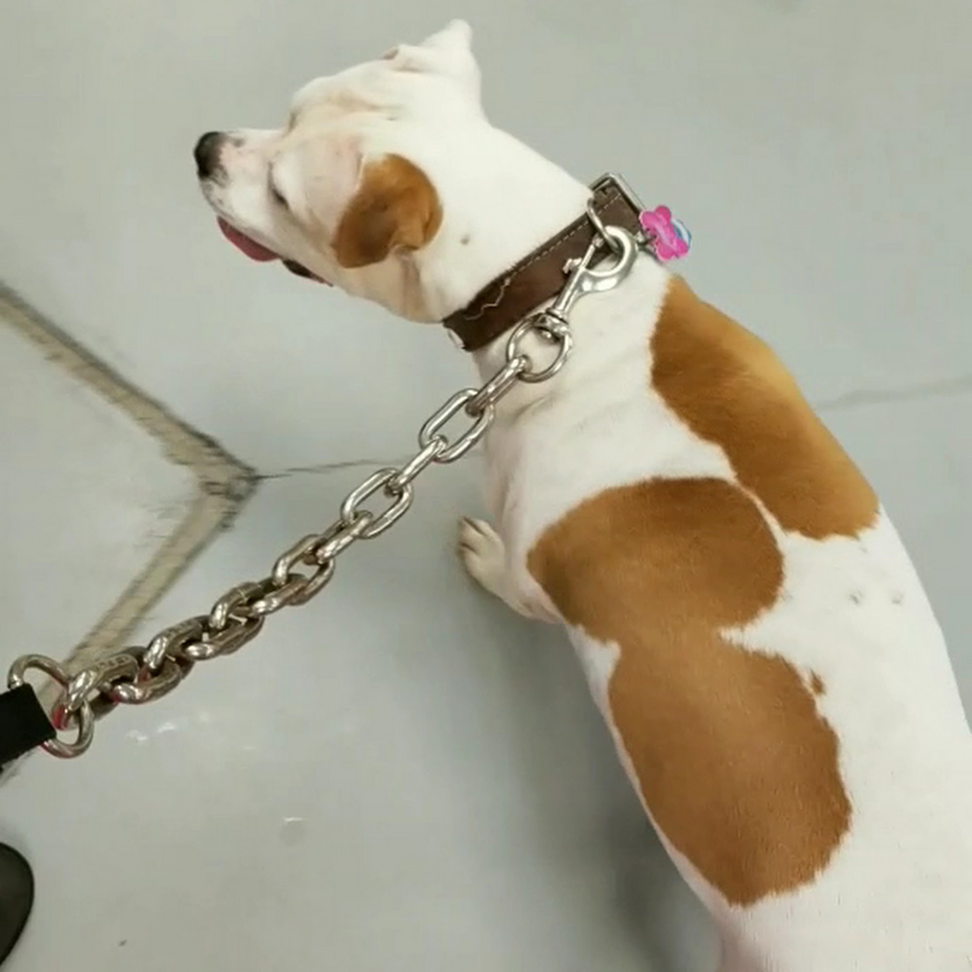 Gateway Animal Clinic Cleveland