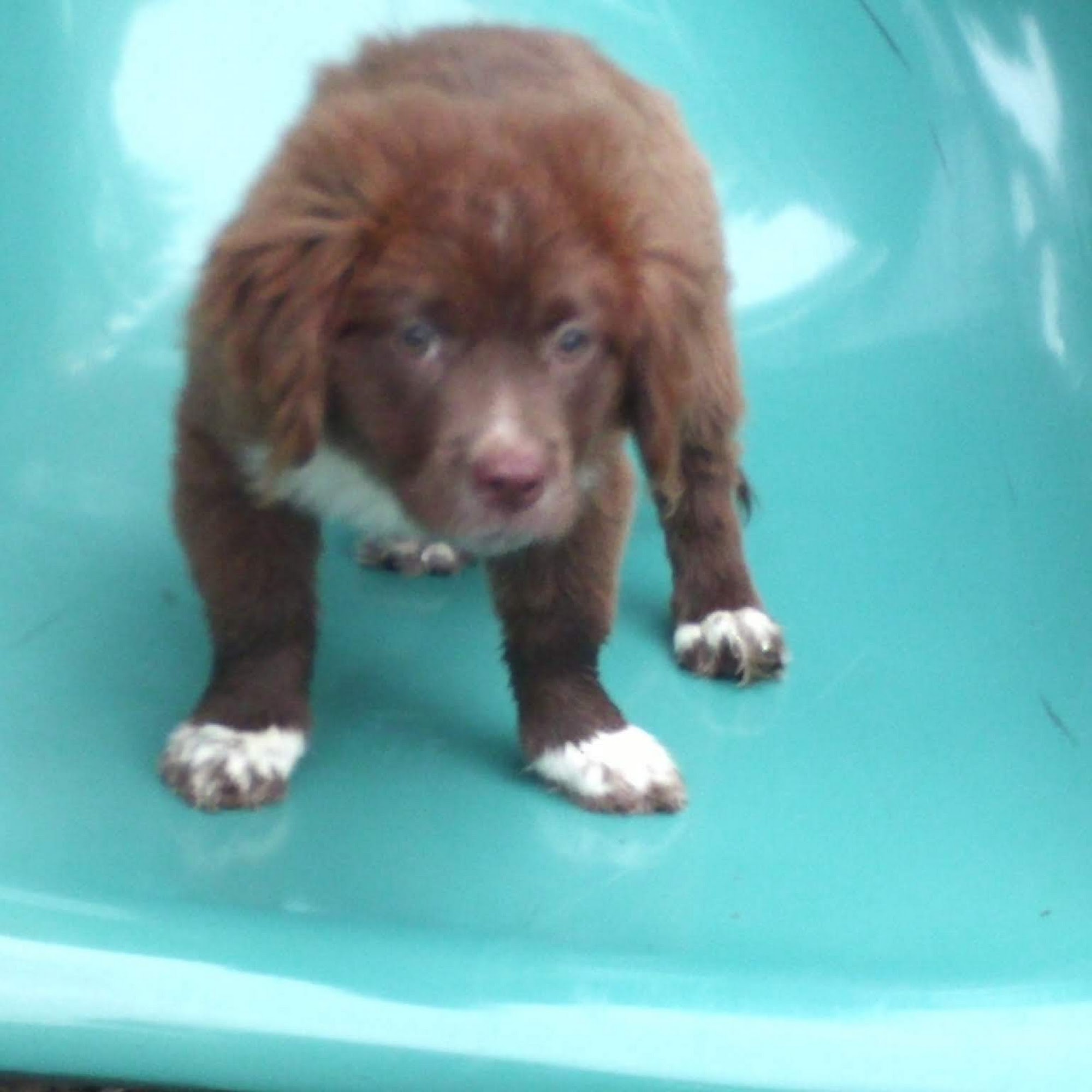 Family Pet Clinic: Slezak Terri J DVM Cleveland