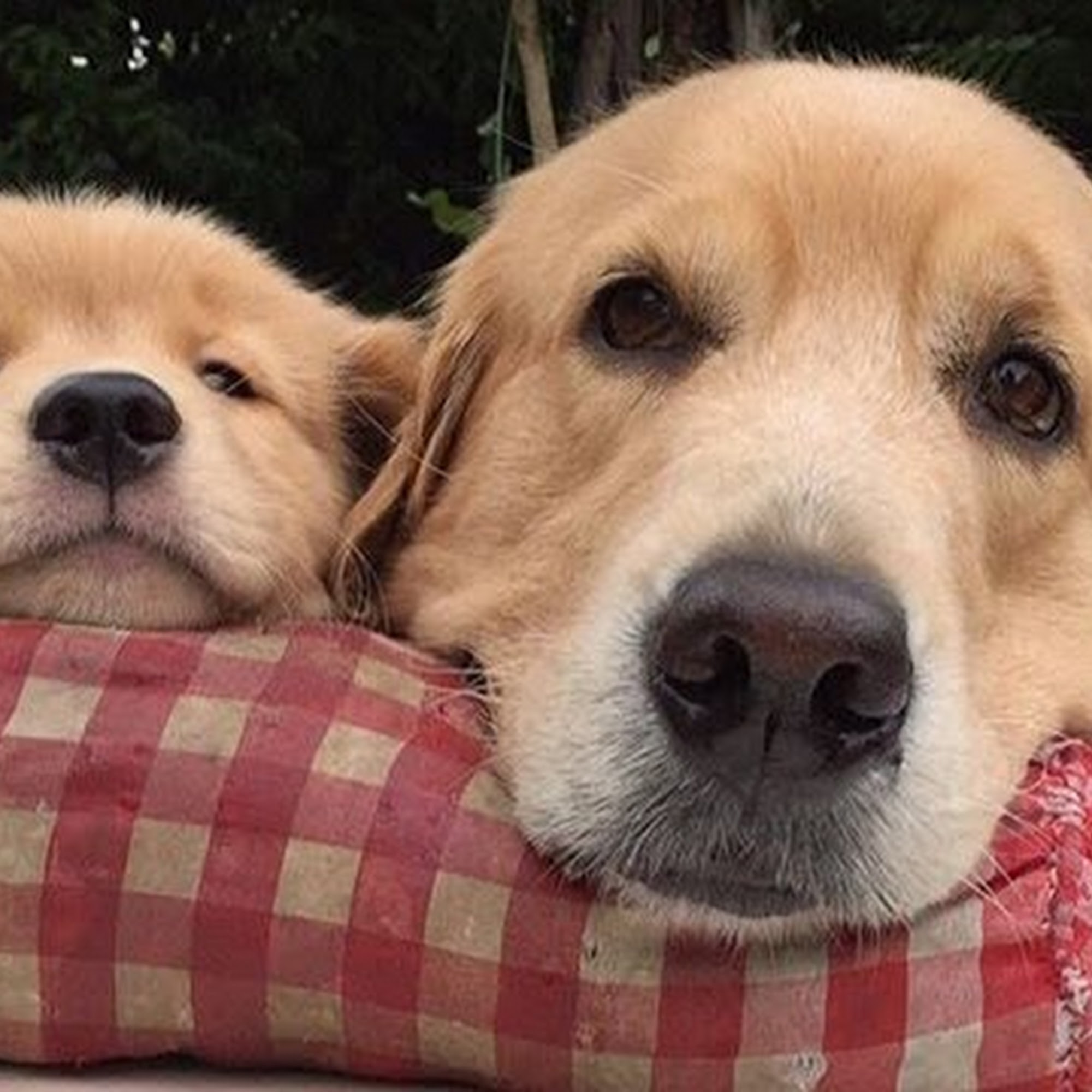 Rainbow Veterinary Clinic Cleveland