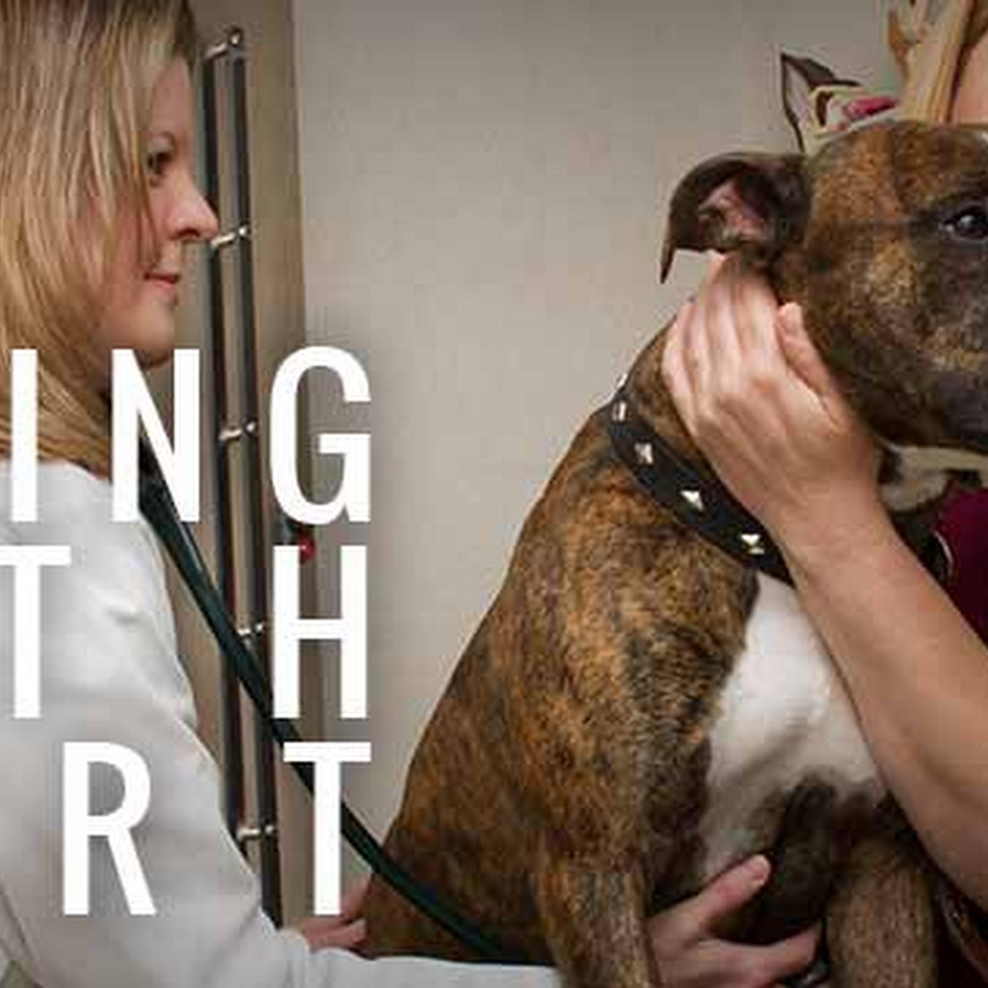 Emerald Animal Hospital Cleveland