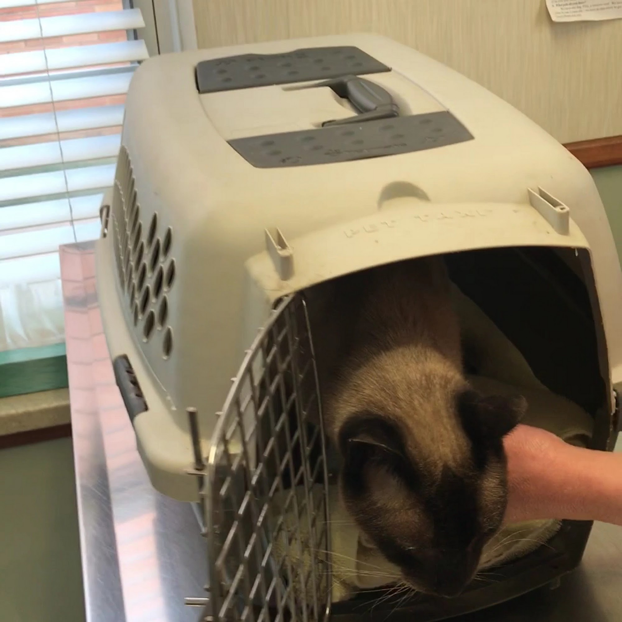 Belvoir Pet Hospital Cleveland