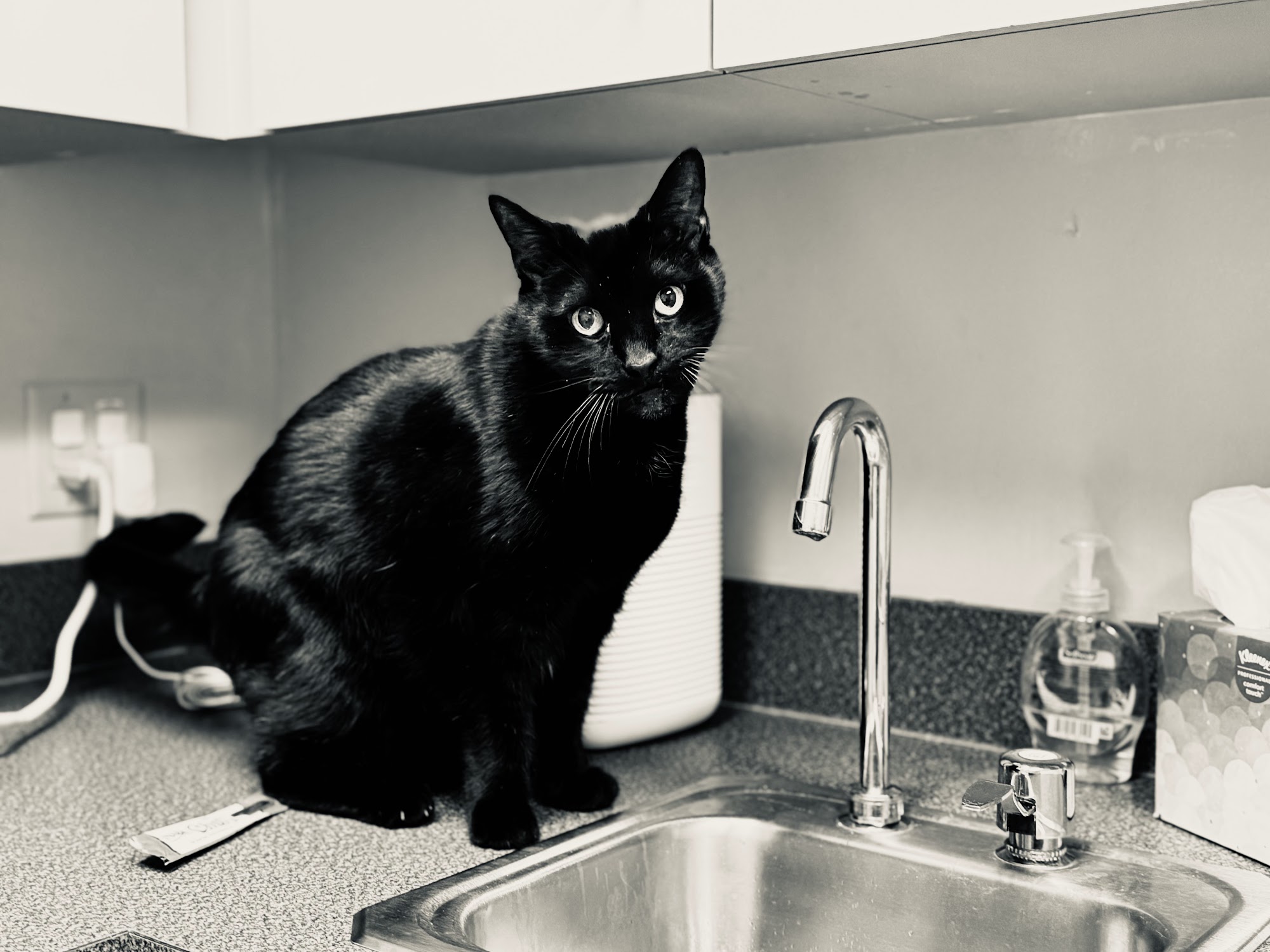 Big Creek Pet Hospital Cleveland