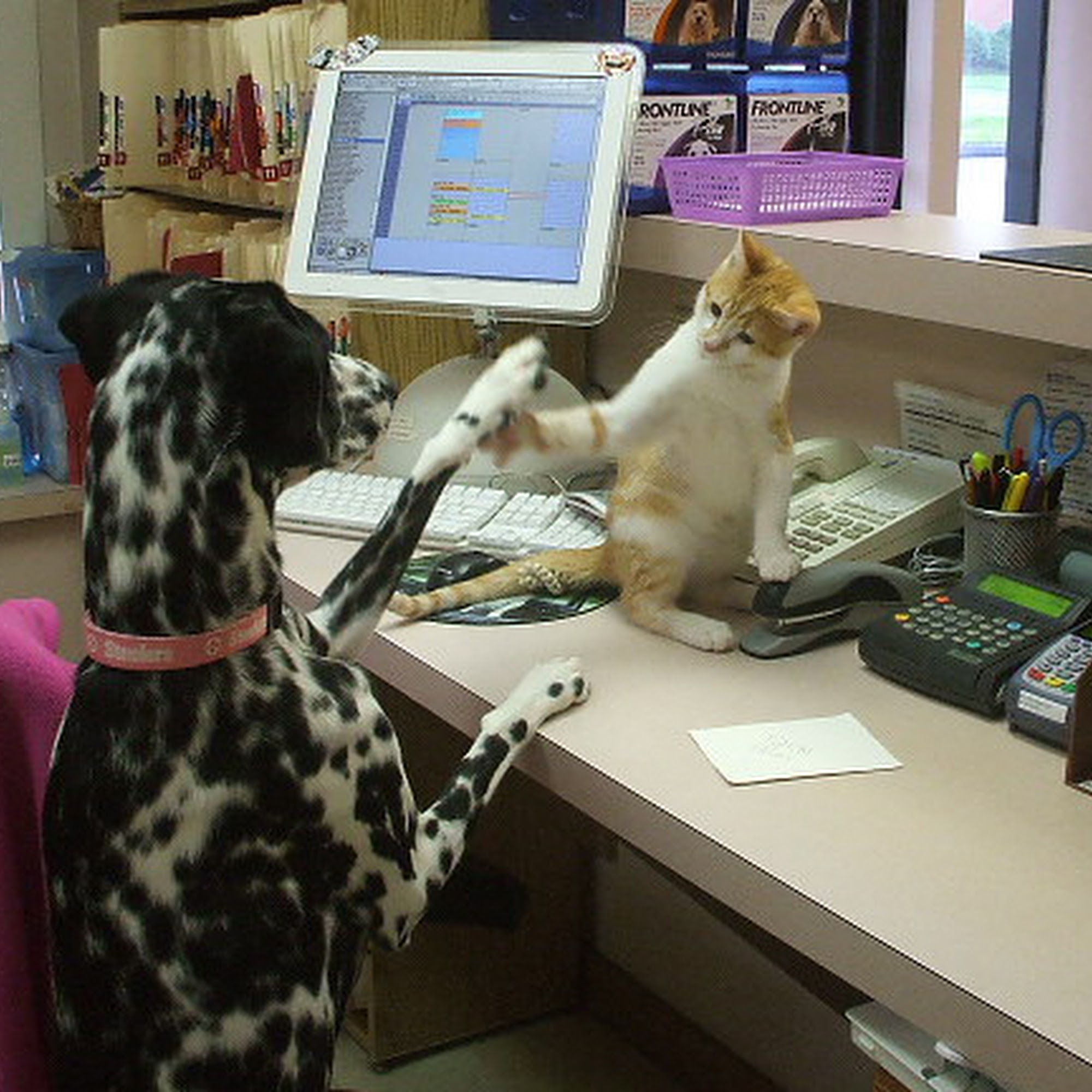 Animal Hospital-Fairview Park Cleveland