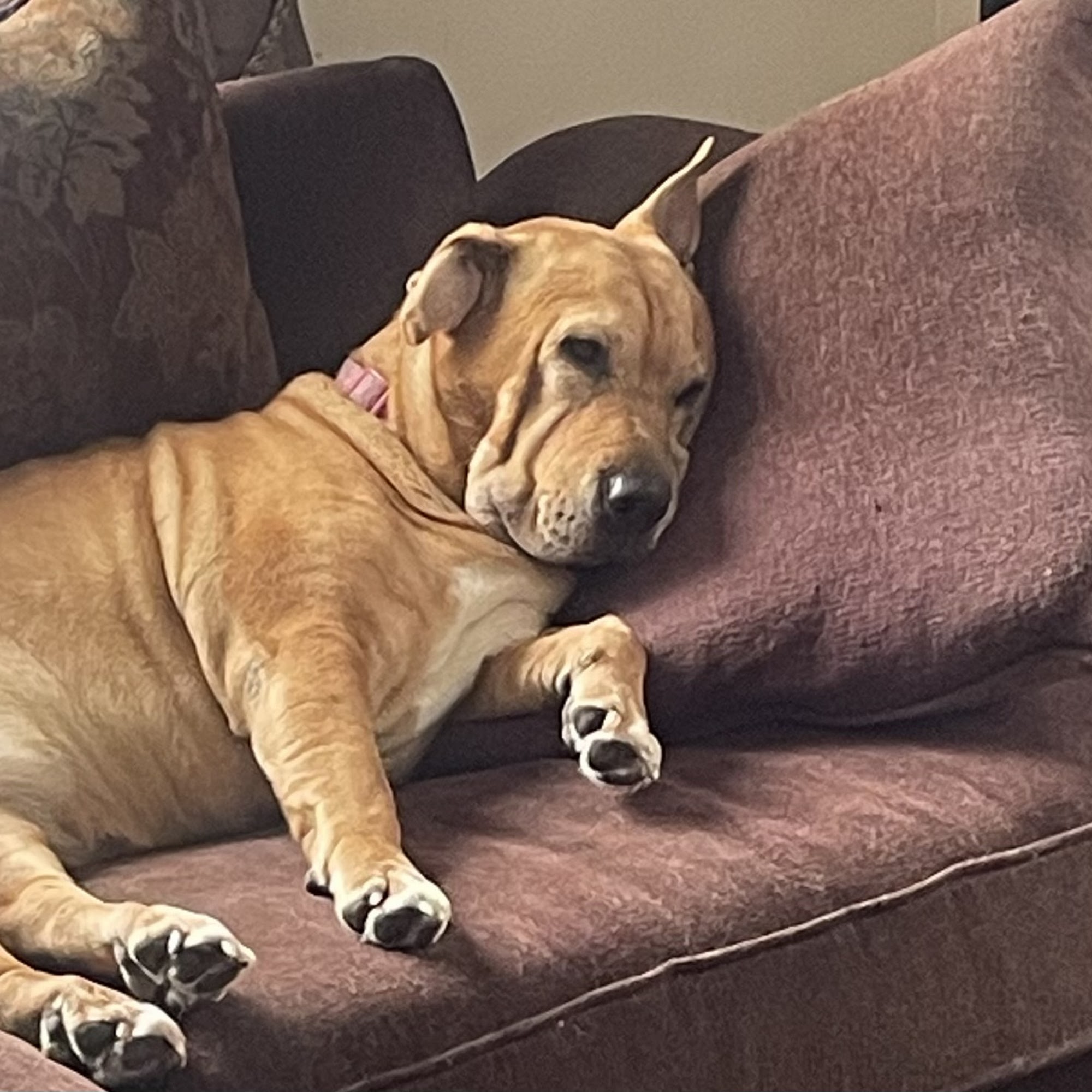 Maple Heights Animal Hospital Cleveland