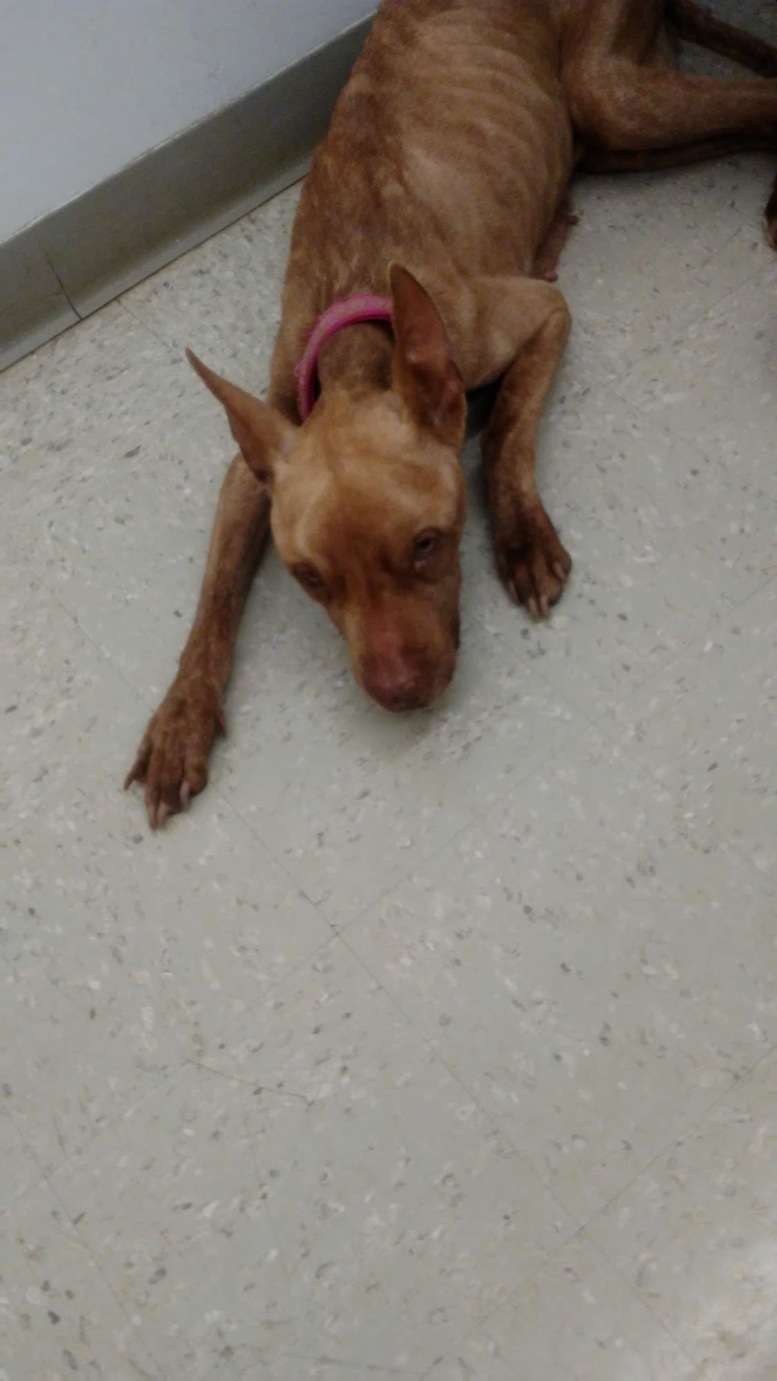 Maple Heights Animal Hospital Cleveland