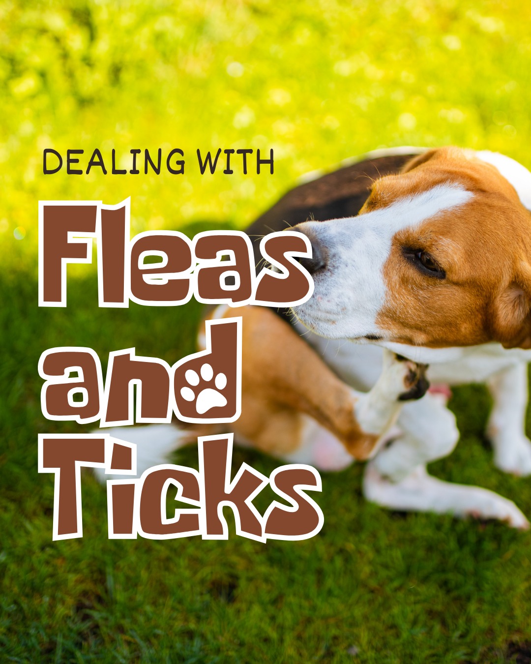 Mayfield Pet Hospital: Ringer J P DVM Cleveland