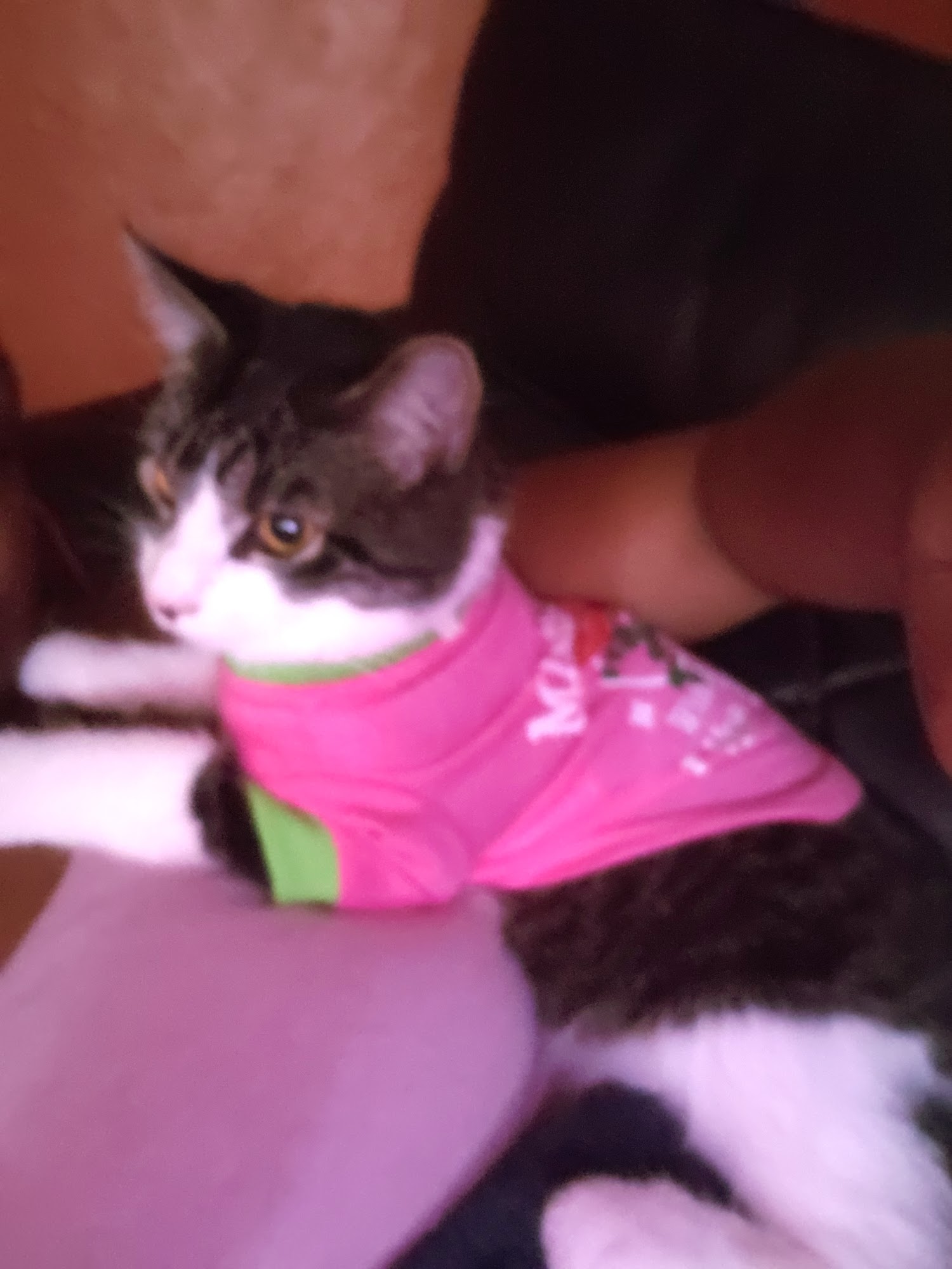 KeeKee Kutz Dog&Cat Grooming LLC Cleveland