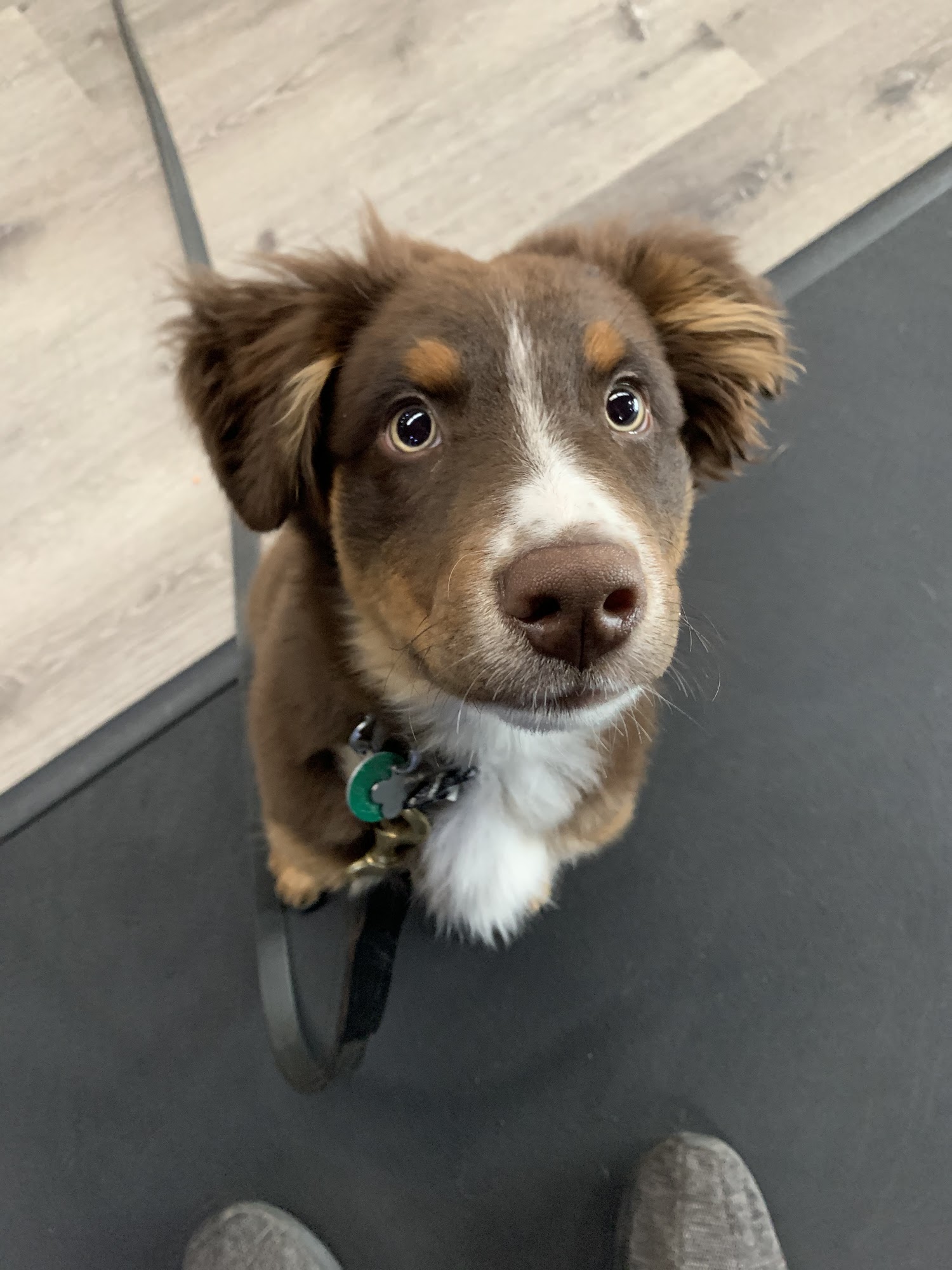 Turning Point Dog Training Cleveland