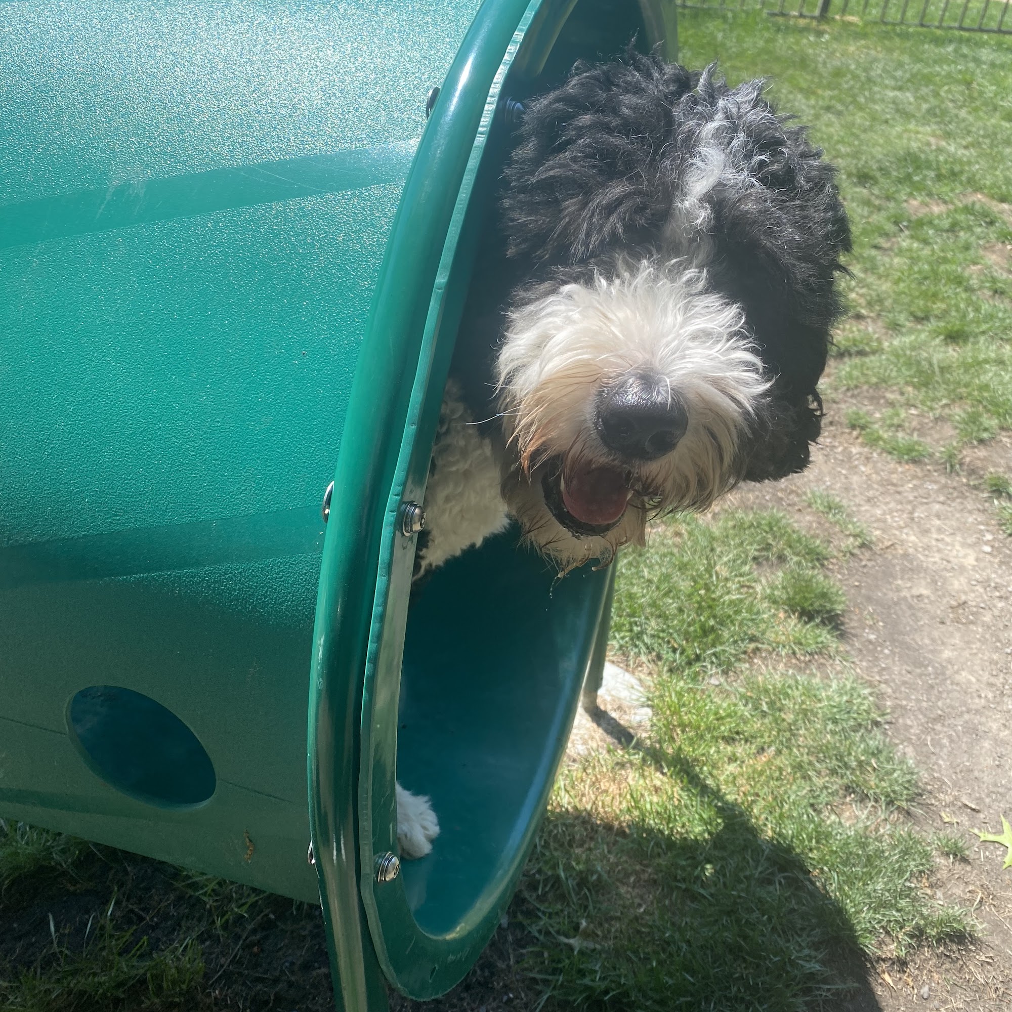 Rapid Results Dog Training Cleveland