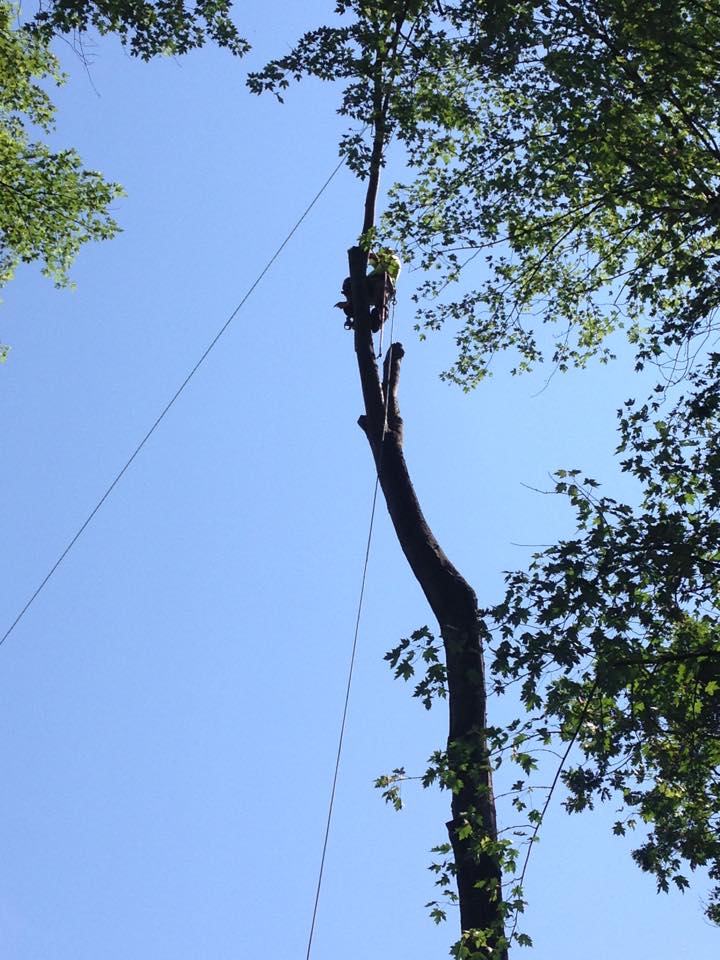 Top Notch Tree Services