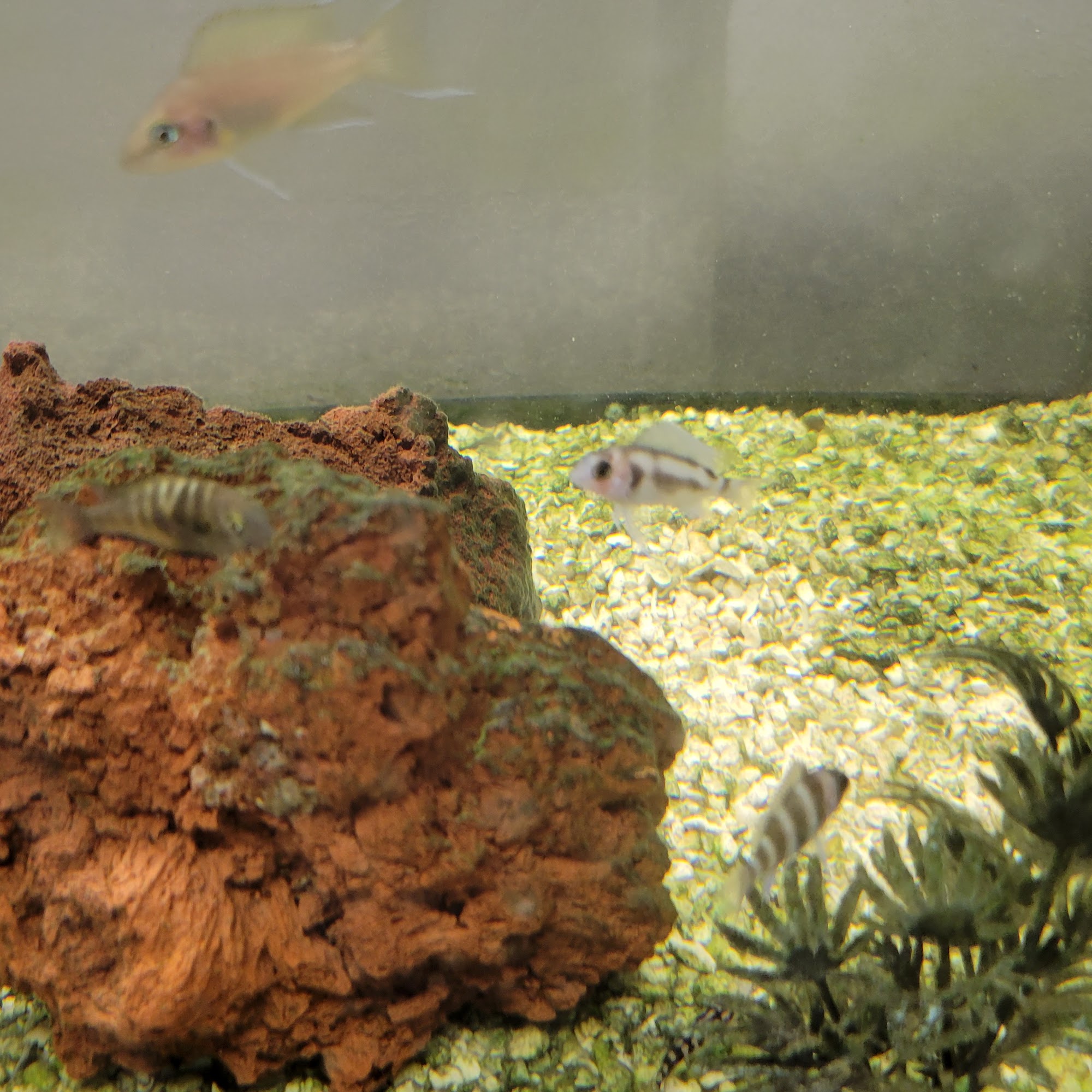 Rainy Day Fish LLC Cleveland