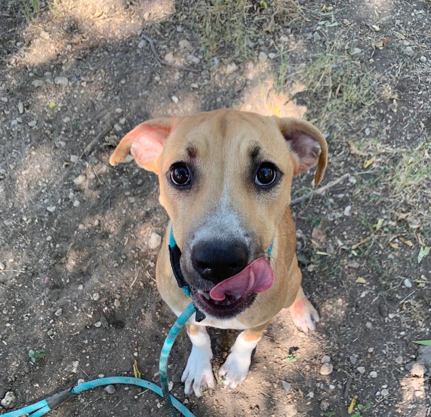 Big Paws Large Breed Rescue Nonprofit Cleveland