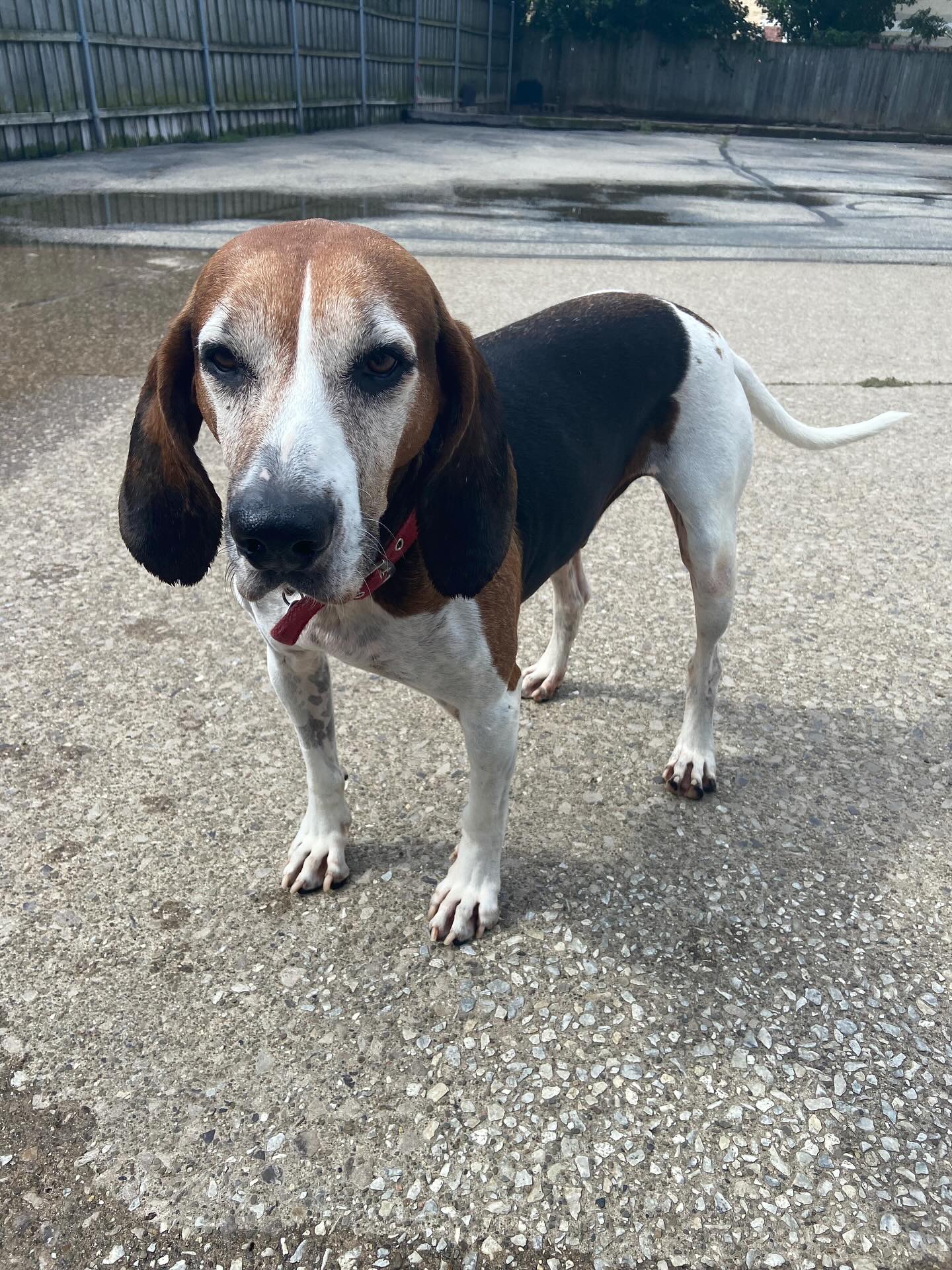 Cleveland Metrobark Cleveland