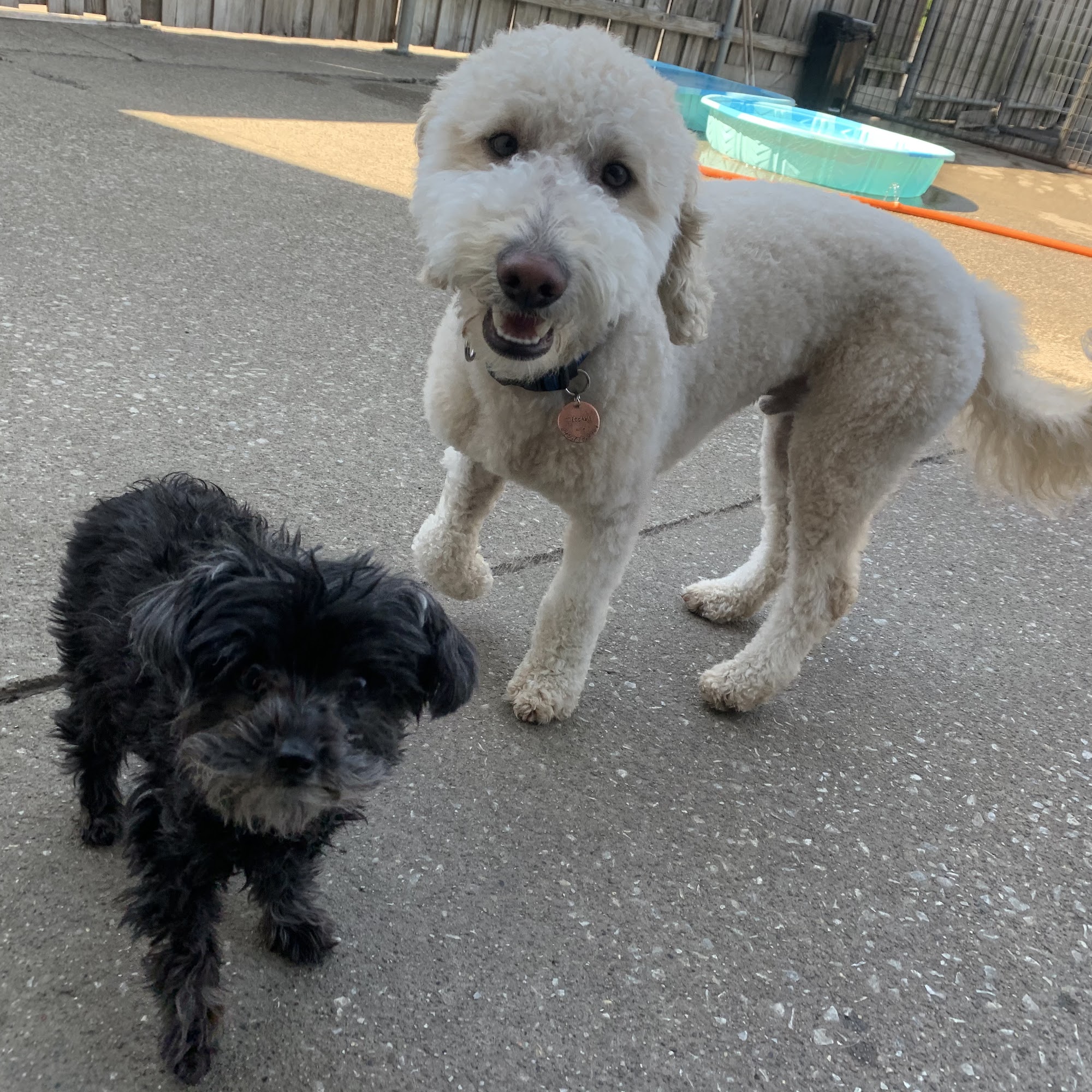 Cleveland Metrobark Cleveland