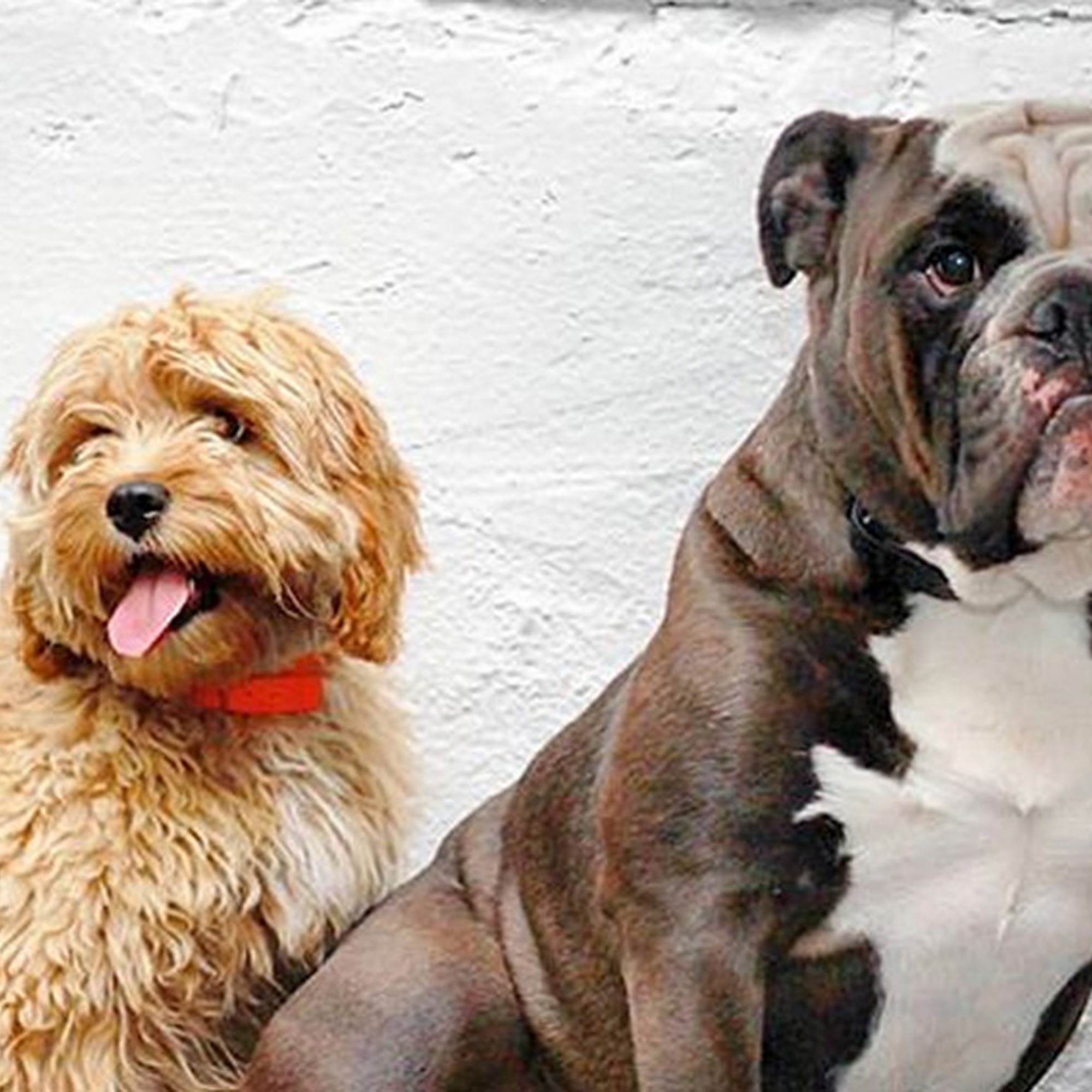 Evolution Canine Cleveland