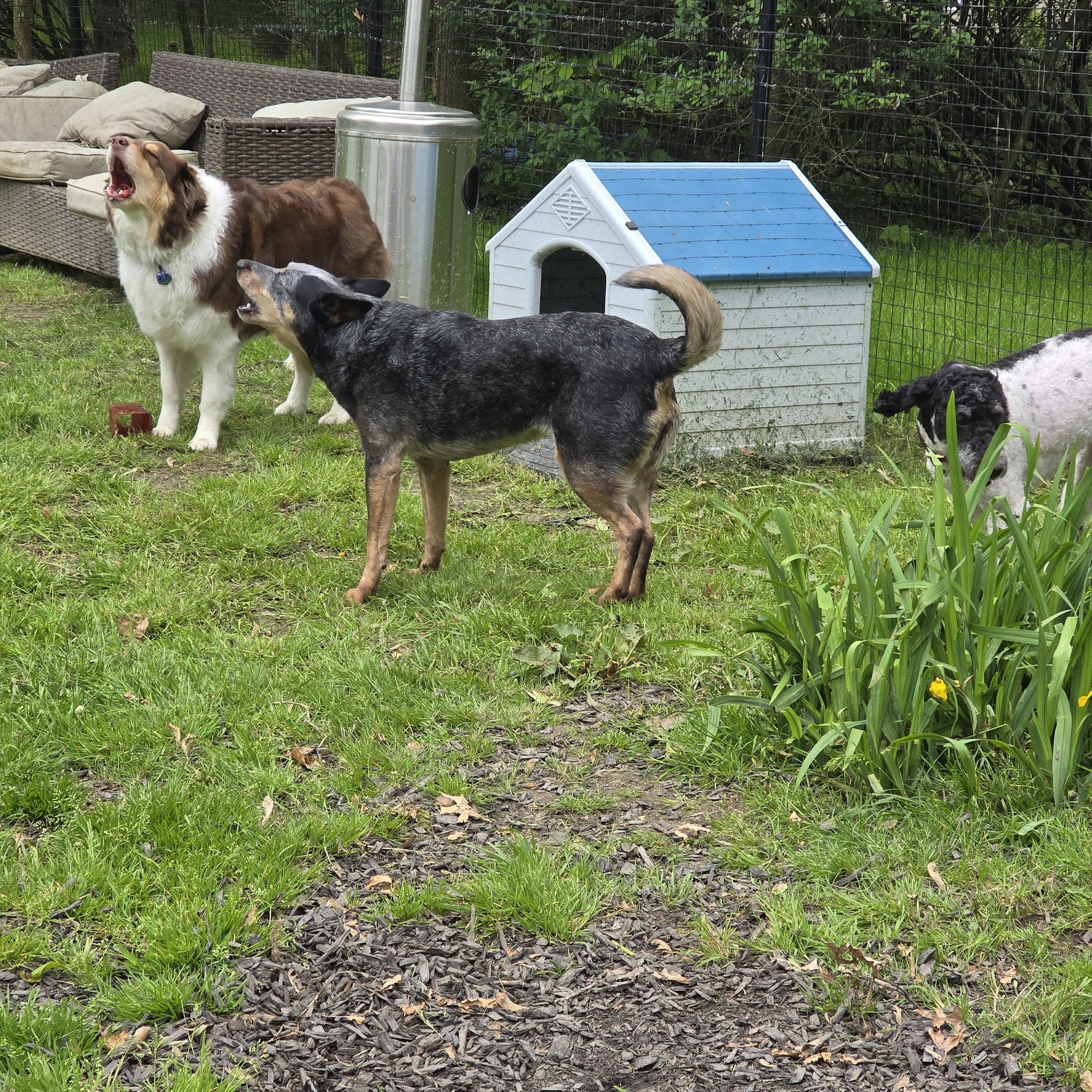 Krazy Dog Lady LLC Cleveland