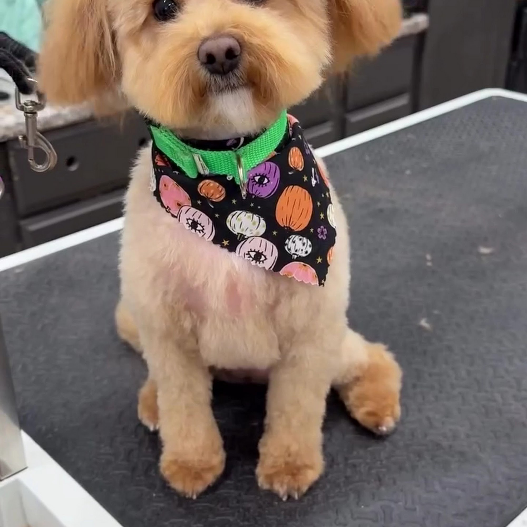 Platinum Pooch Grooming & International Dog Spa - WestPark Cleveland