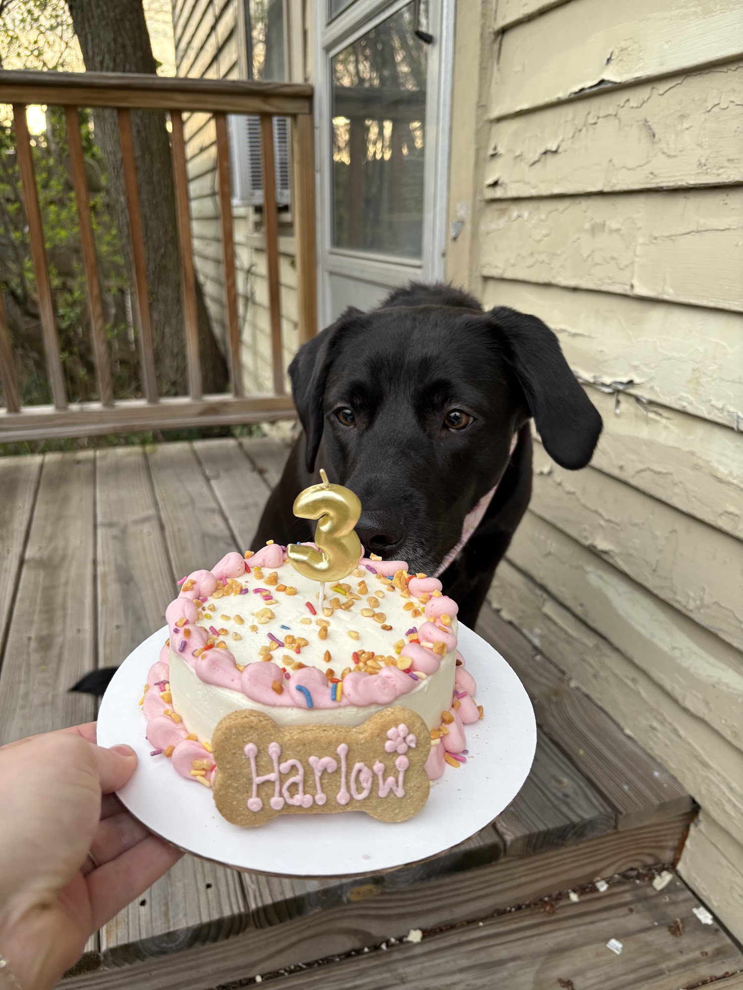 Luca's Pet Nutrition Center Cleveland