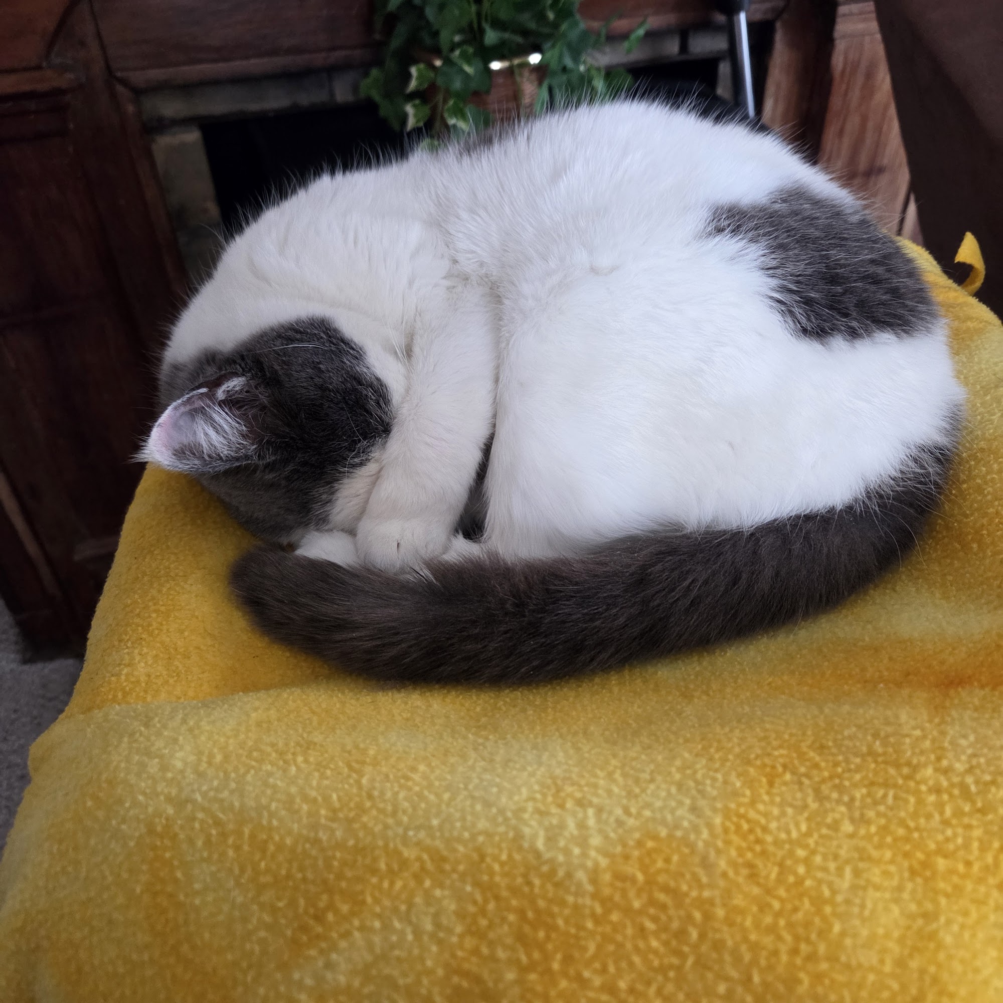 Columbiana Veterinary Assoc Dr Urmson