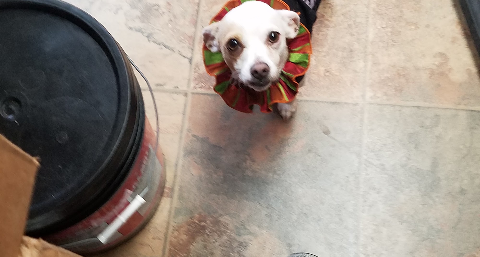 Kittle's Klassic Poodles Columbus