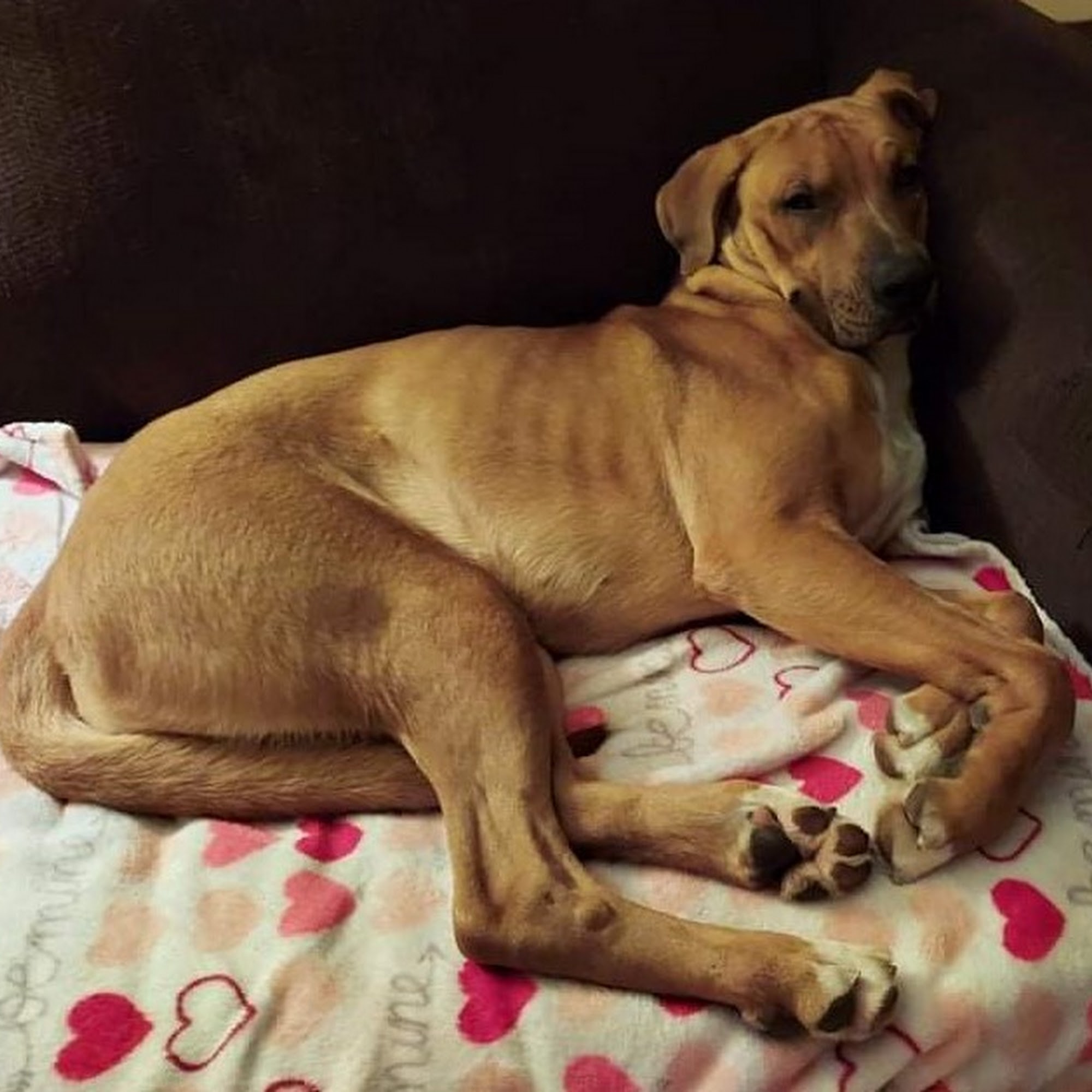 Berwick Animal Clinic Columbus