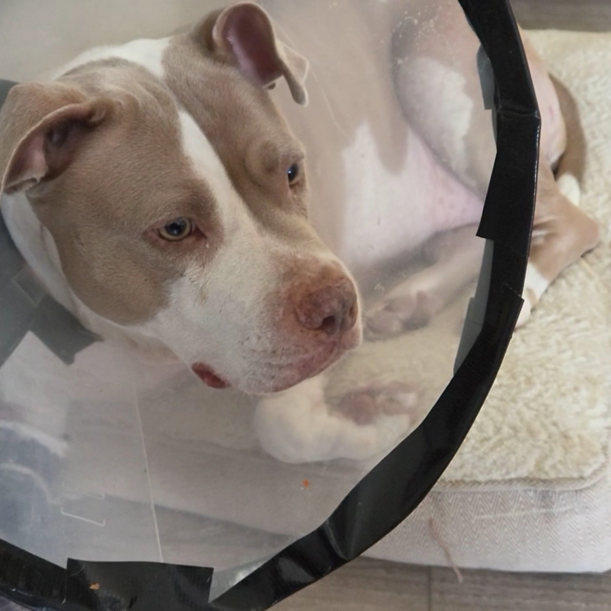 Whitehall Animal Hospital Inc Columbus