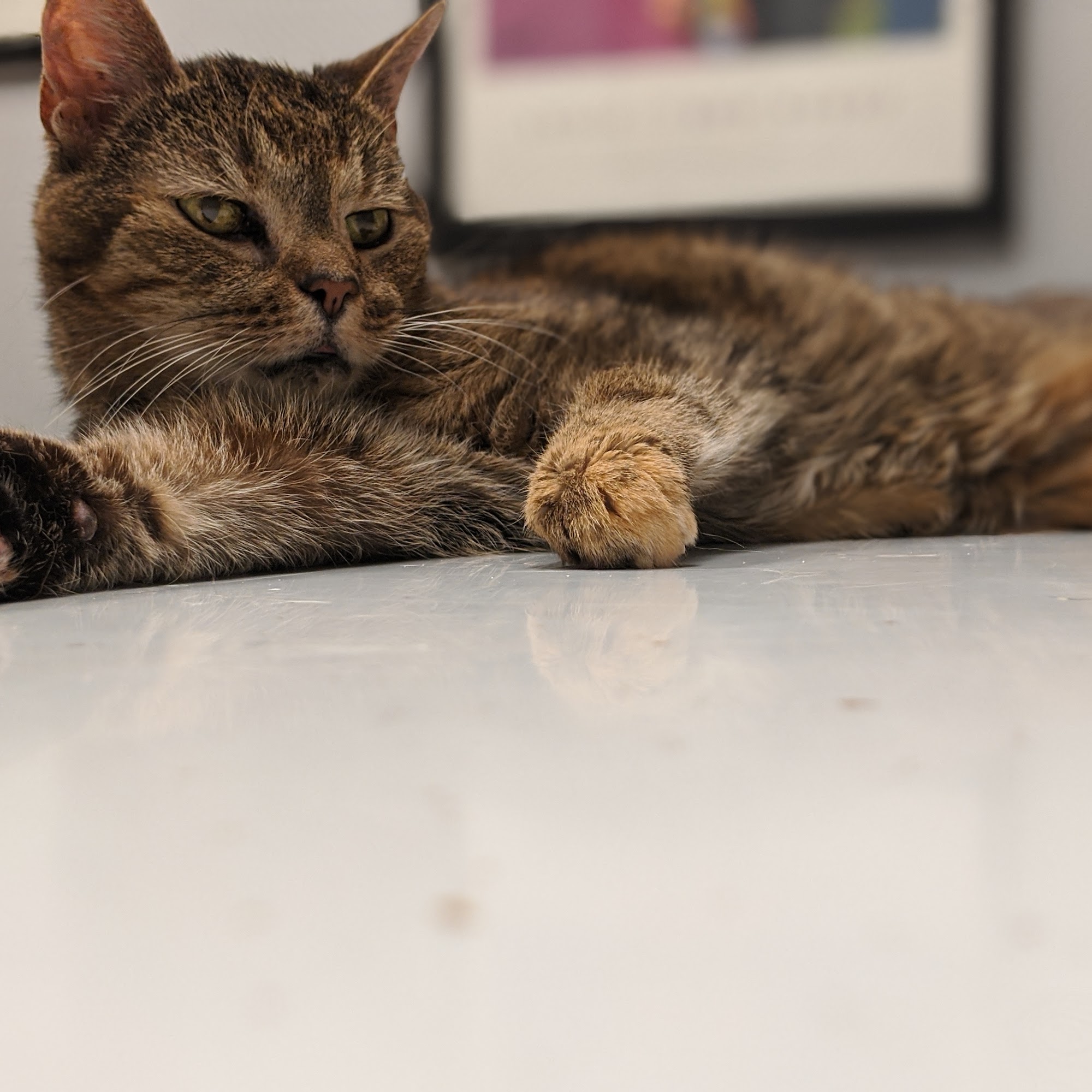 Ripley Animal Clinic Columbus