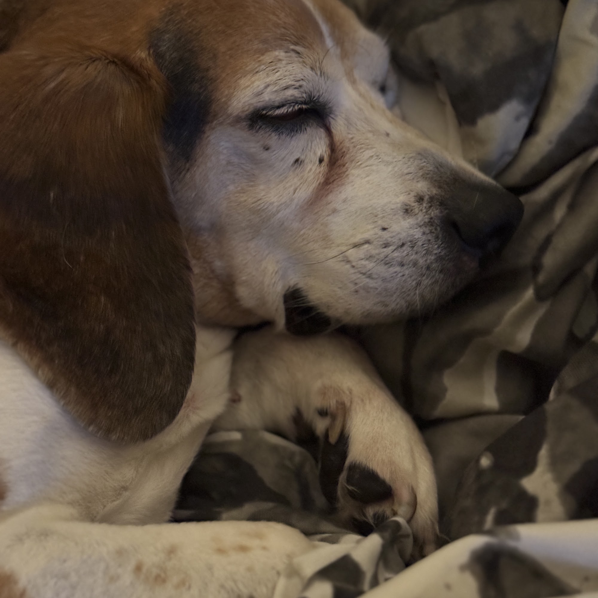 Village Gate Animal Hospital & Pet Resort Columbus