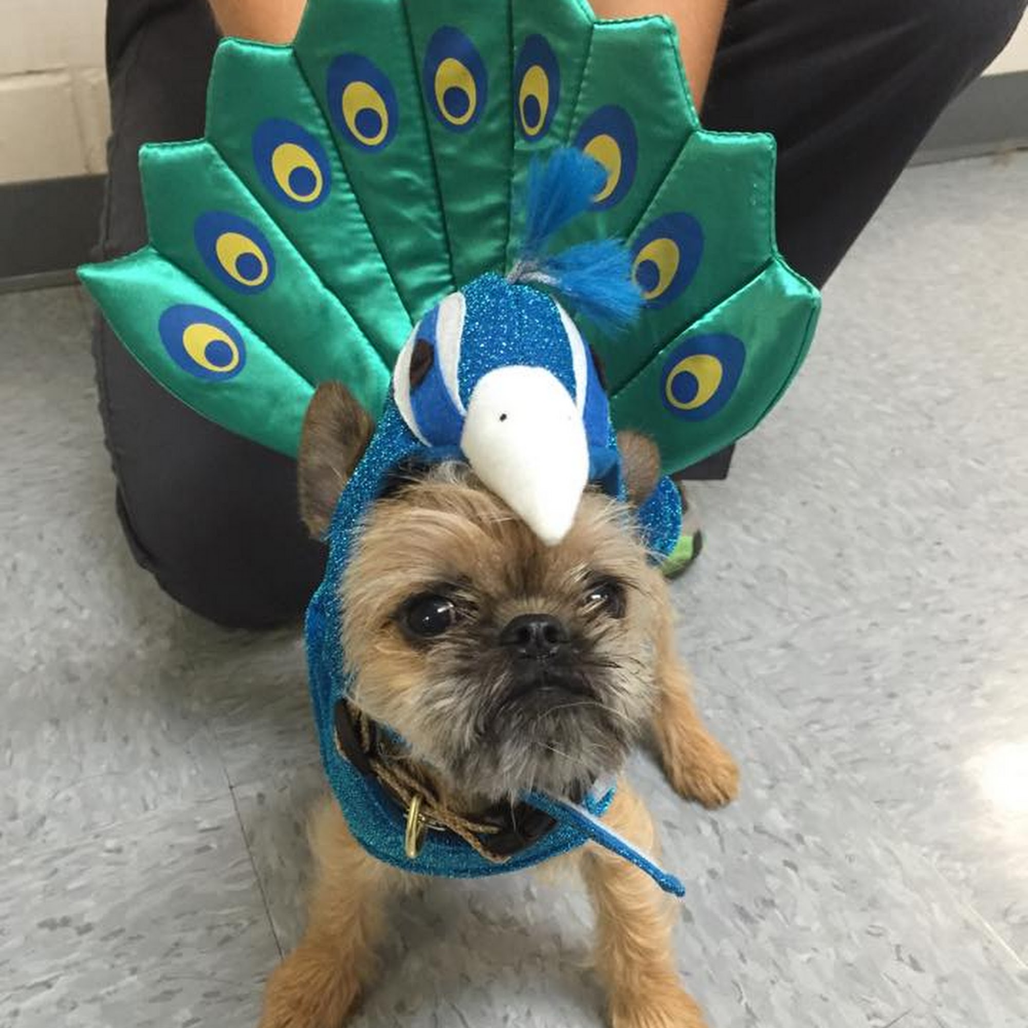 Upper Arlington Veterinary Hospital Columbus