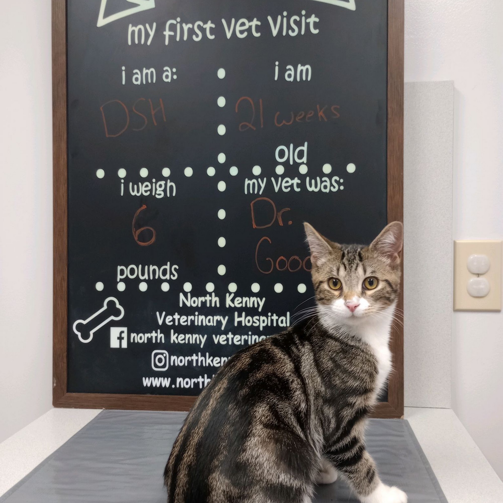 North Kenny Veterinary Hospital Columbus