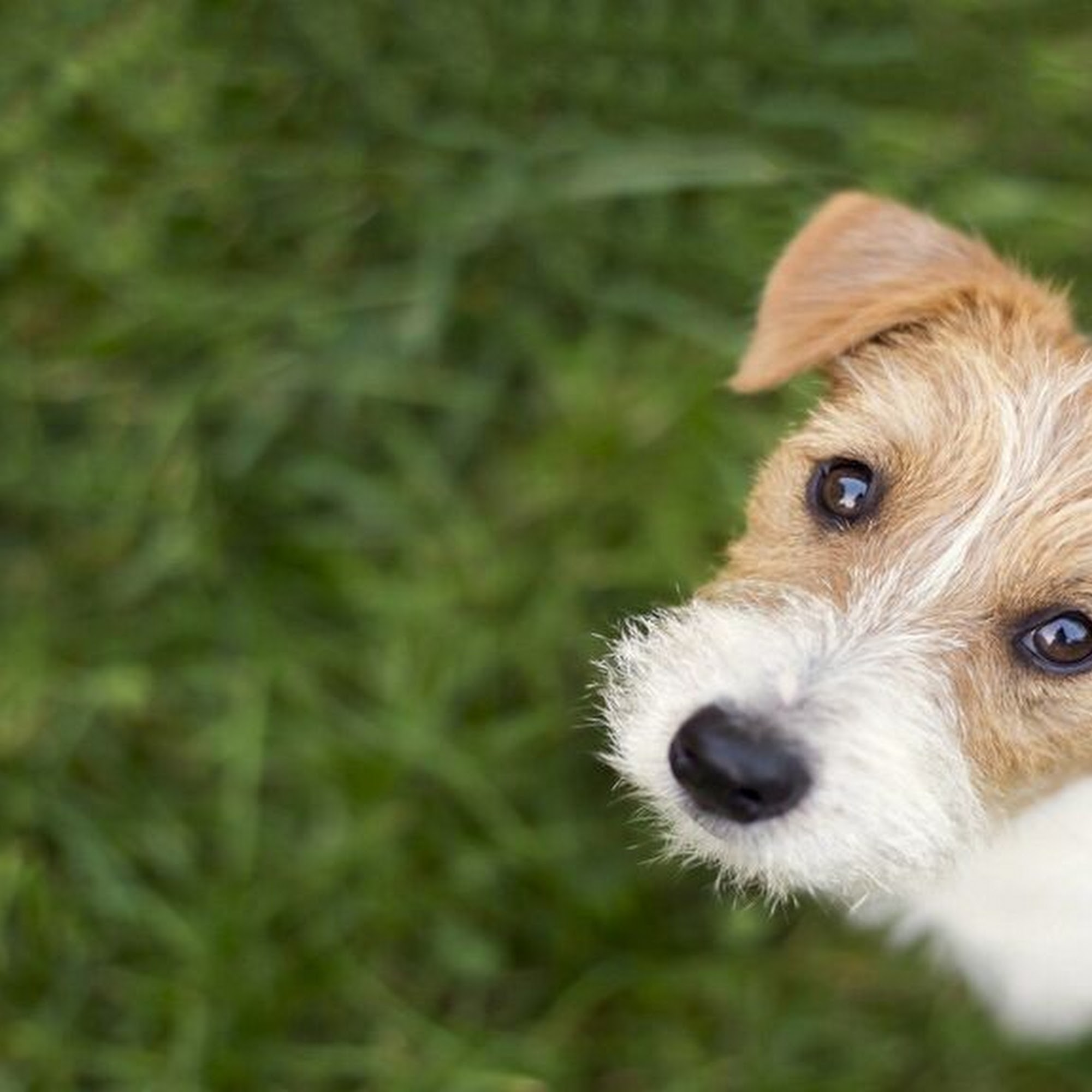 Great Southern Animal Hospital Columbus