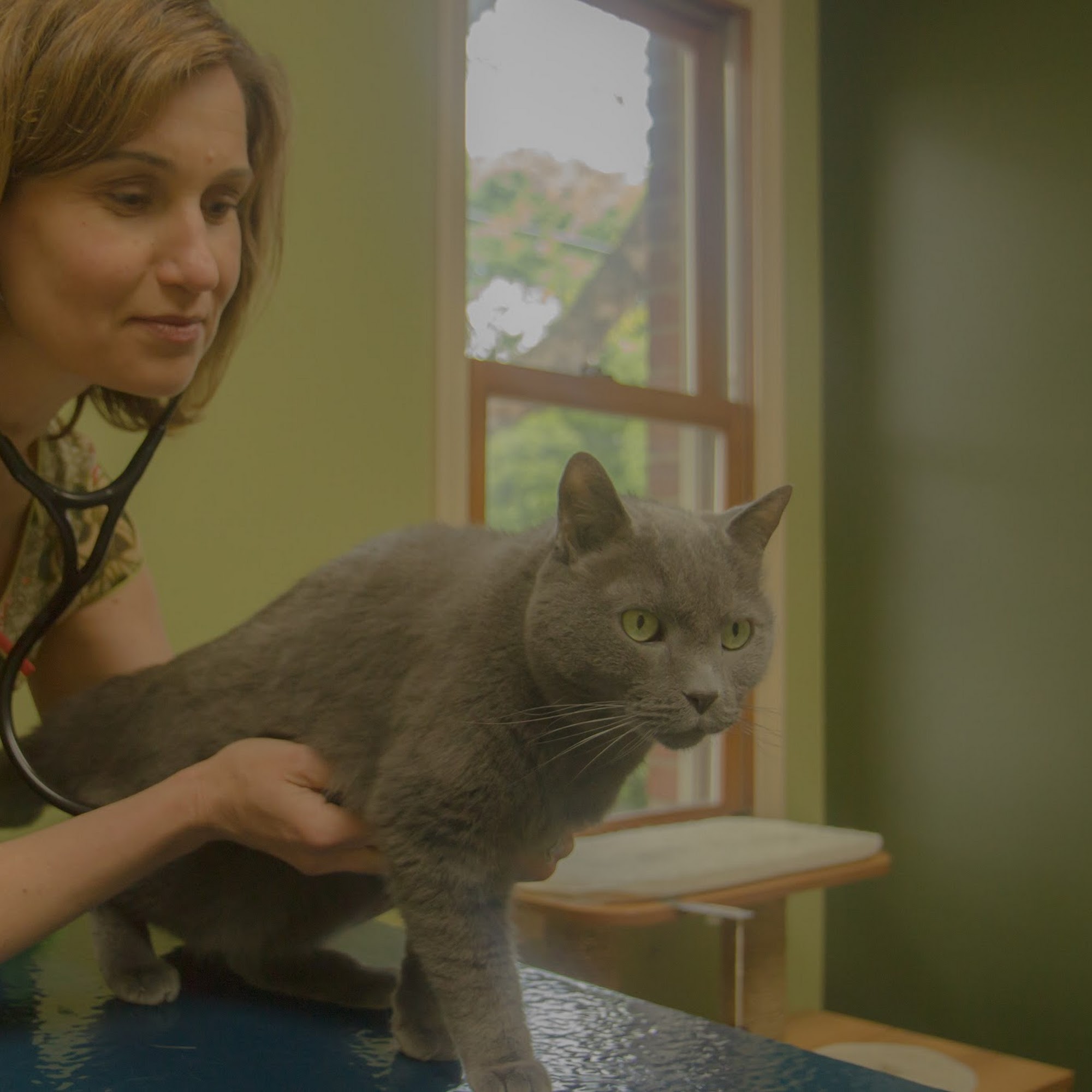 Health & Harmony Animal Hospital Columbus