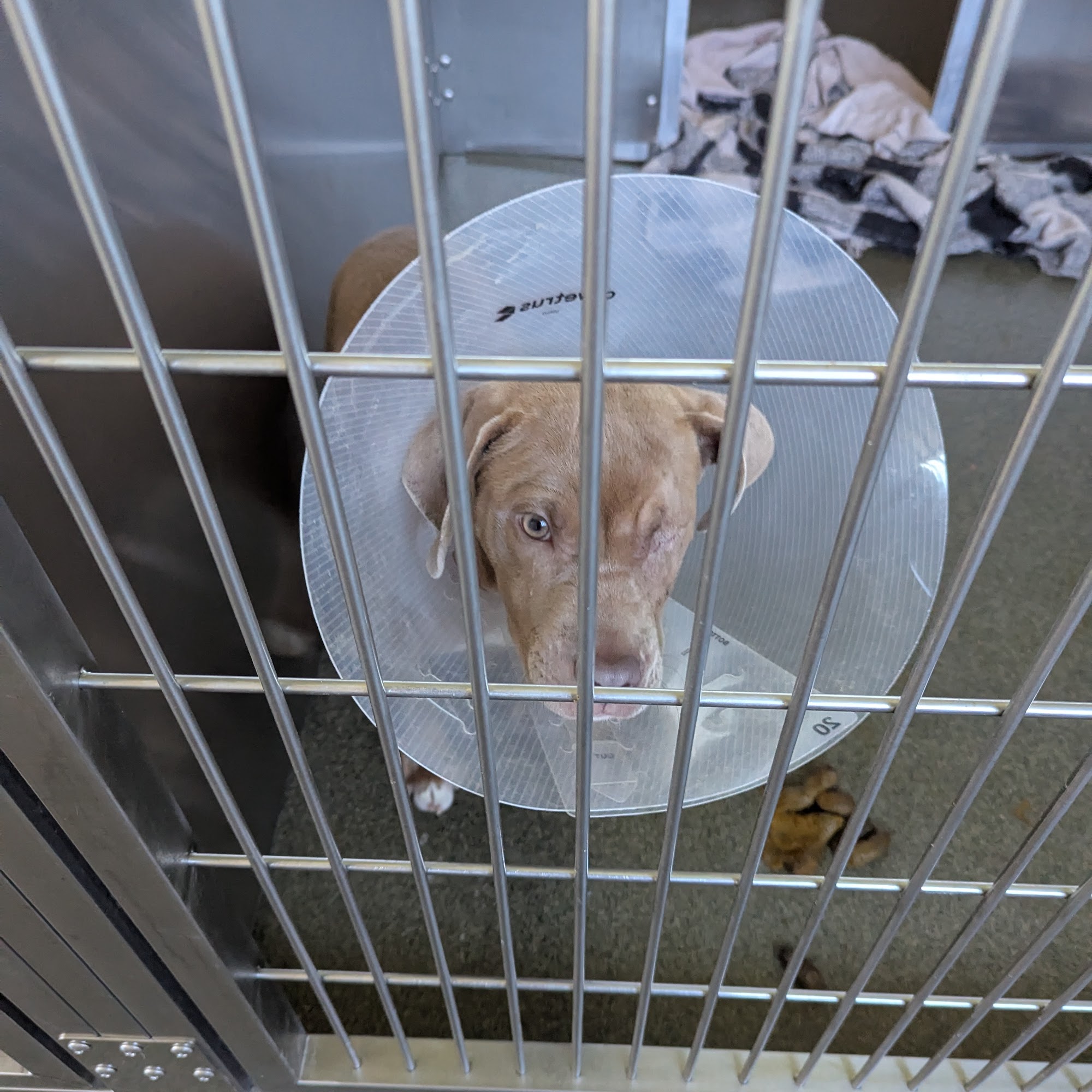 Franklin County Dog Shelter & Adoption Center Columbus