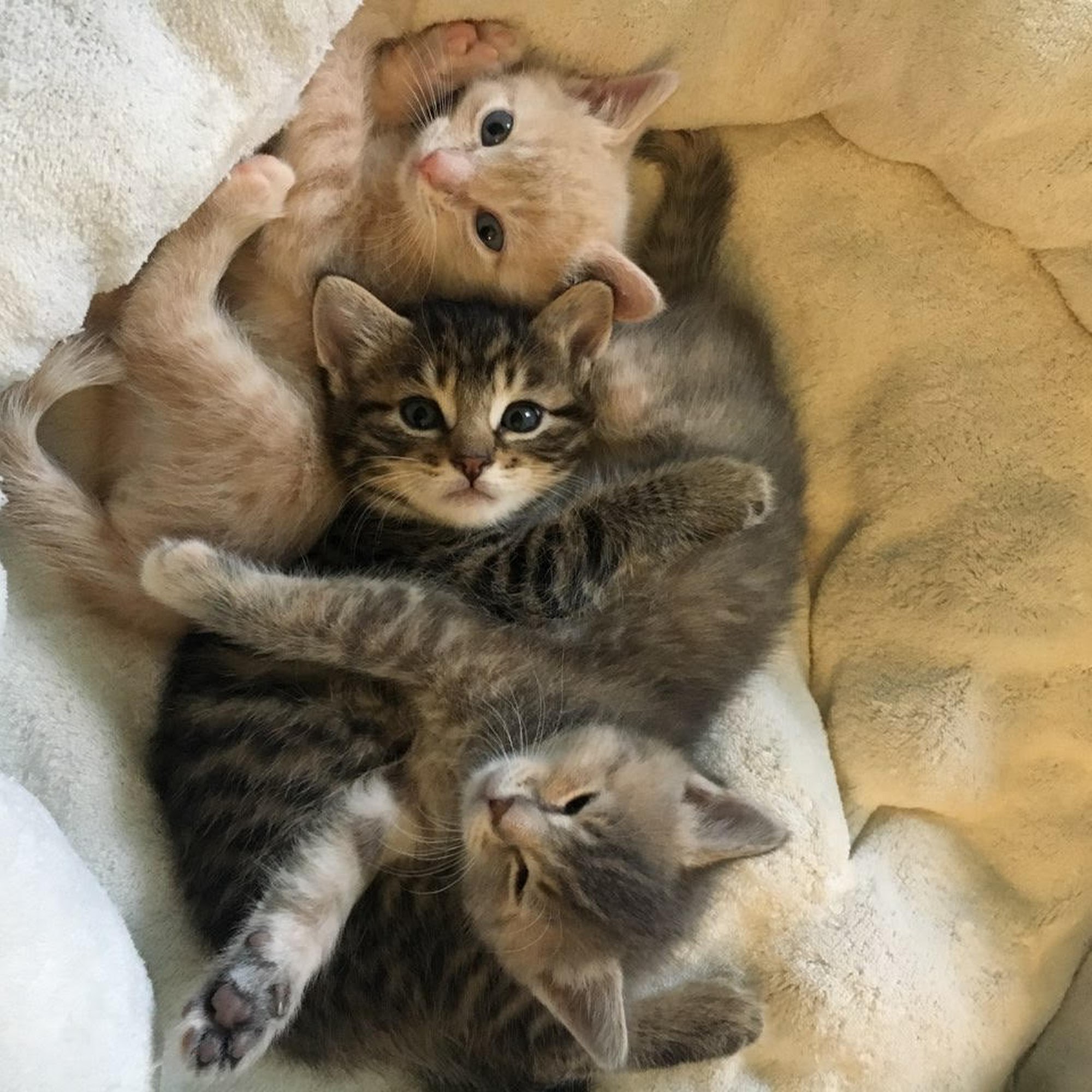 The Cat Welfare Association Columbus