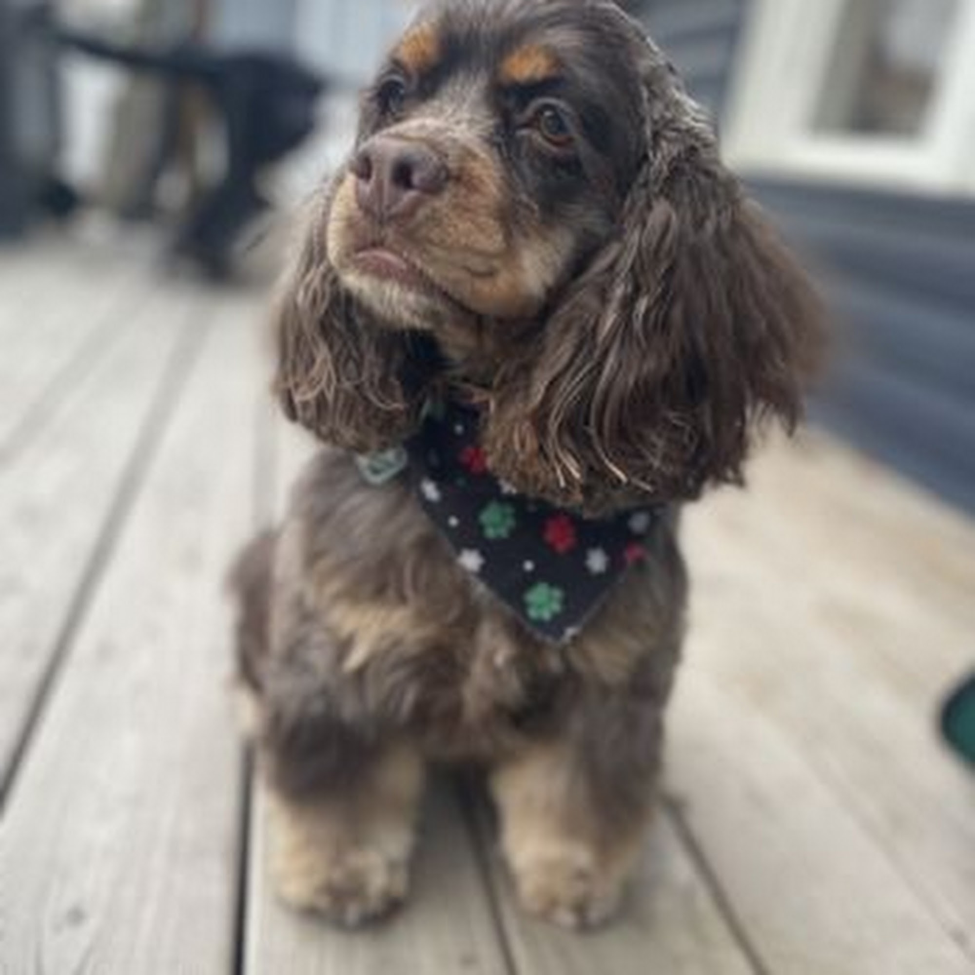 Grooming Spot and CATS Columbus