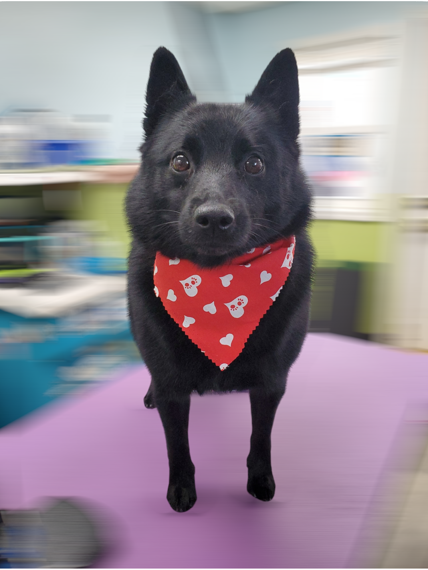 The Dog Loft L.P. Columbus