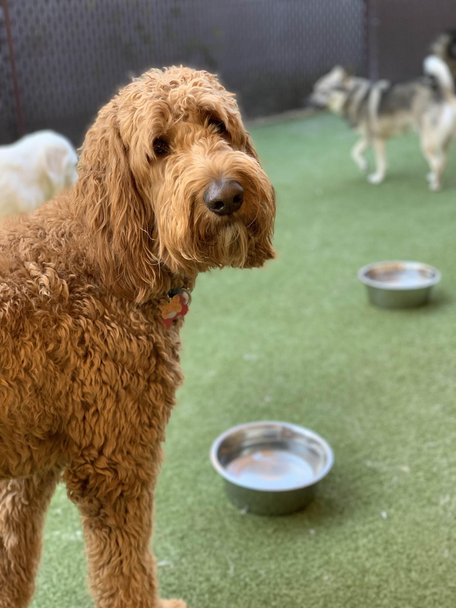 Puptown Lounge North Columbus Columbus